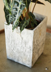 Polly Stone