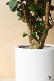 Aralia Fabian