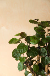 Aralia Fabian