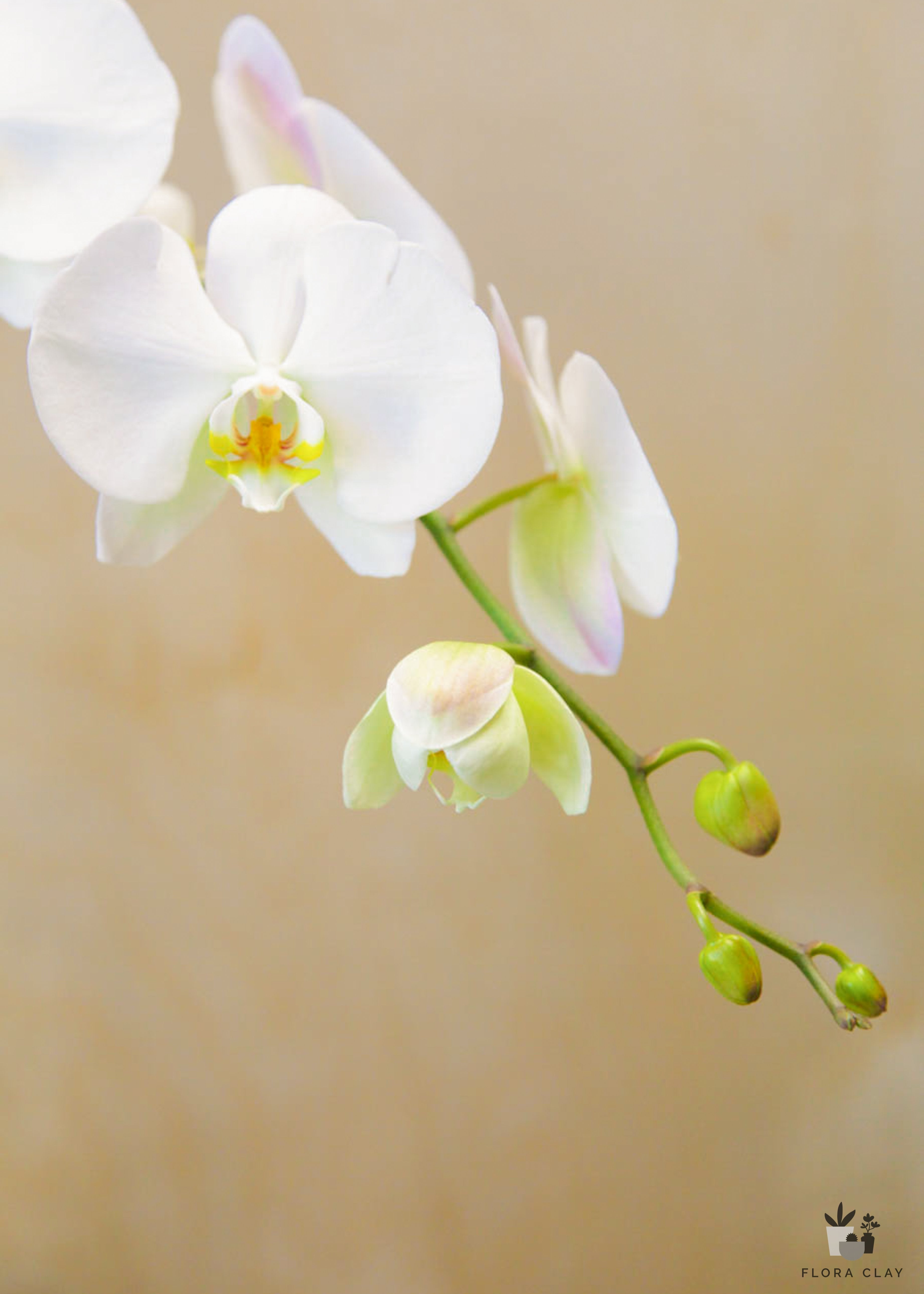 ballerina-orchid-arrangement-floraclay-3.jpg