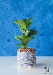 BOHEMIAN Ficus Lyrata