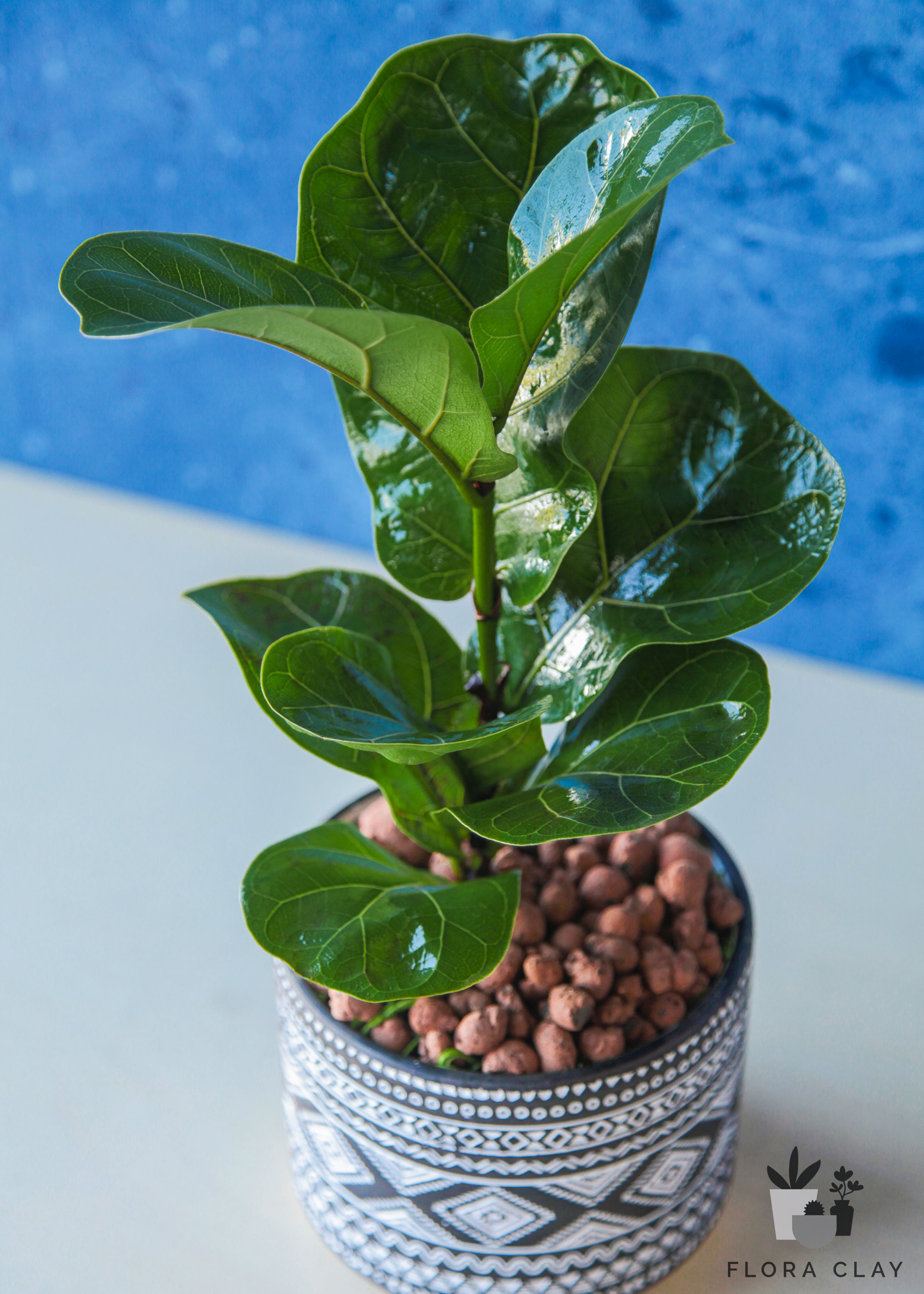 BOHEMIAN Ficus Lyrata