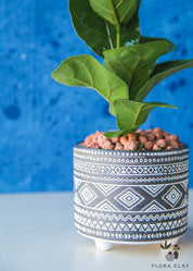 BOHEMIAN Ficus Lyrata