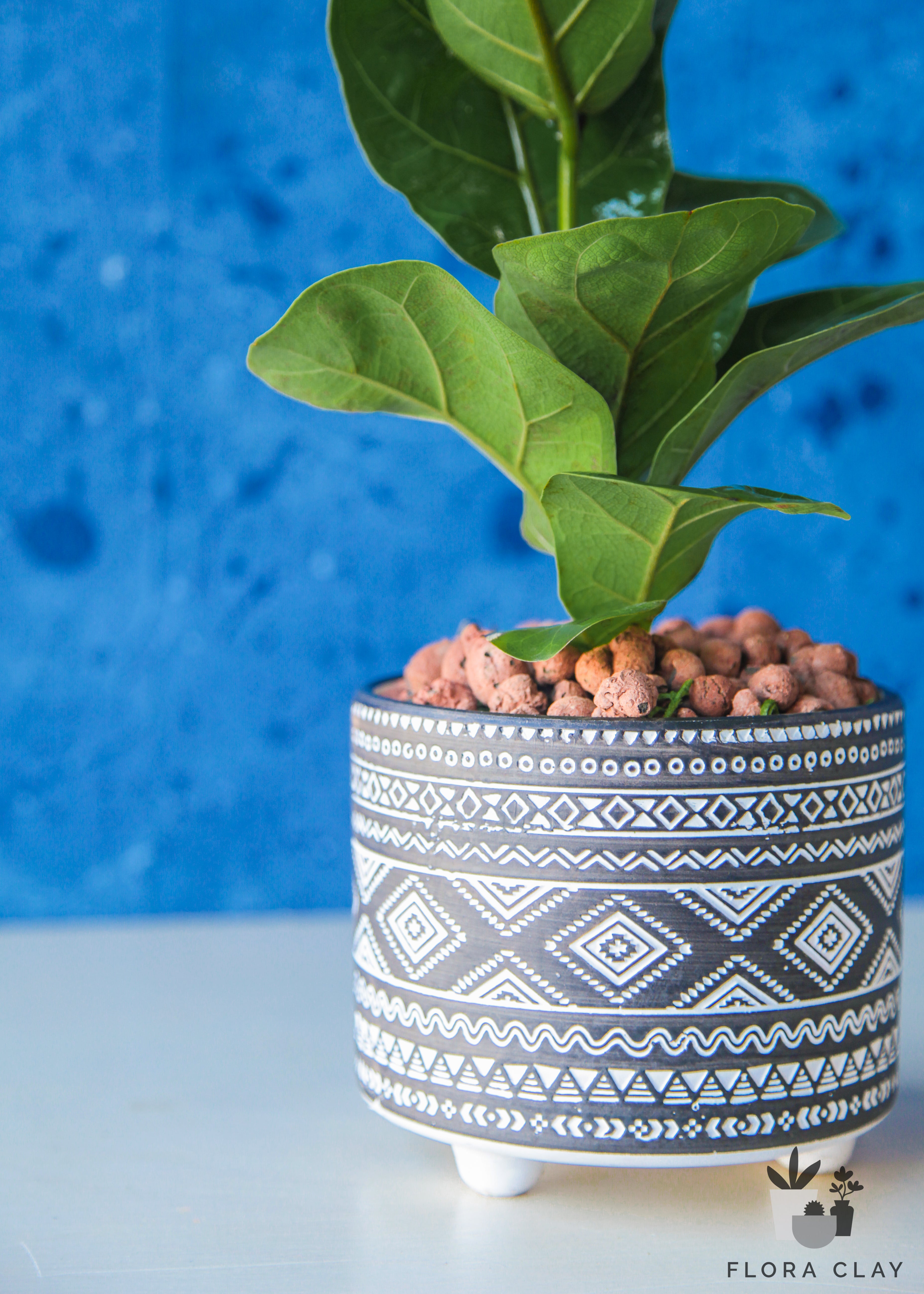 BOHEMIAN Ficus Lyrata