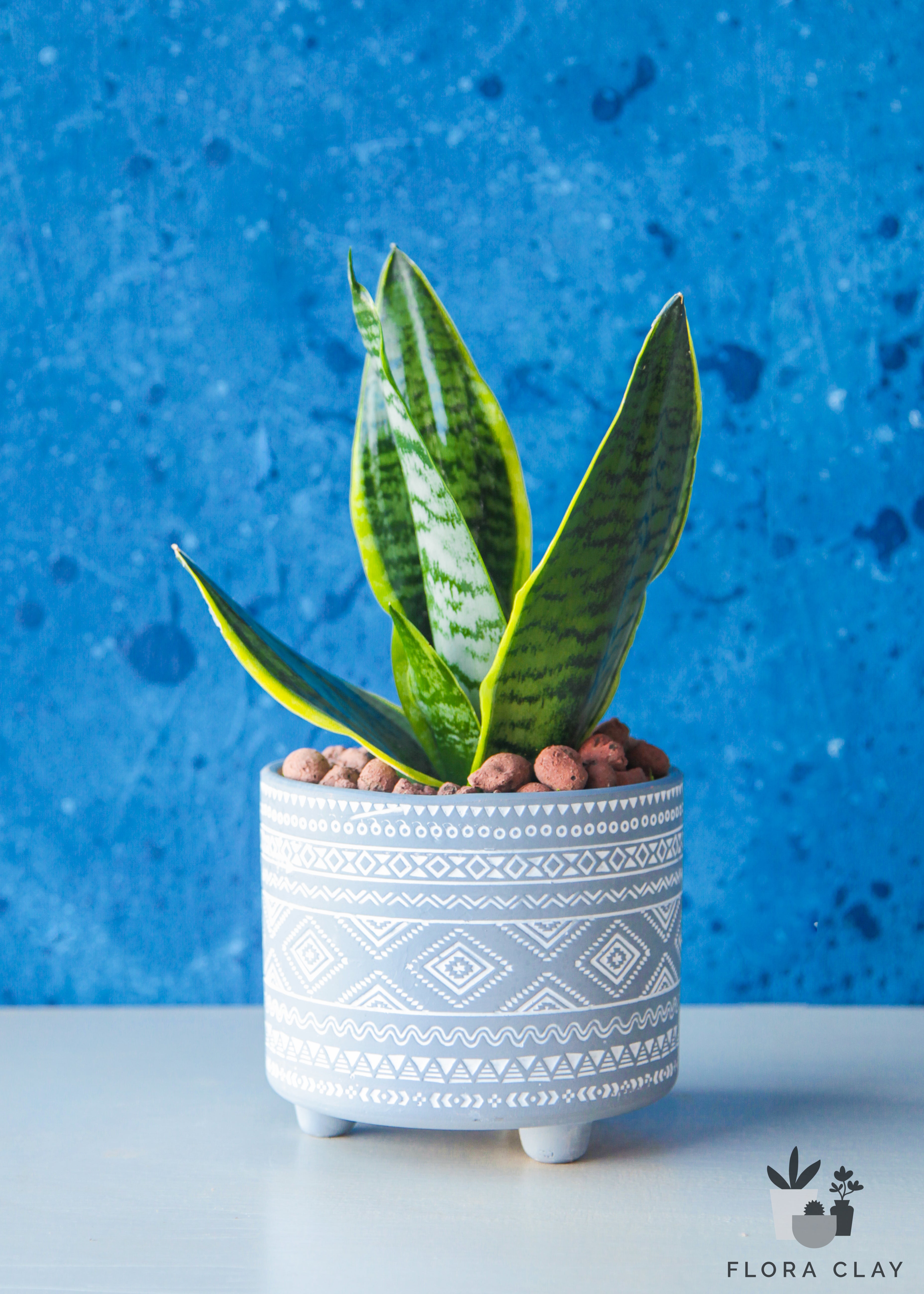 pot planter snake plant Bohemian Snake