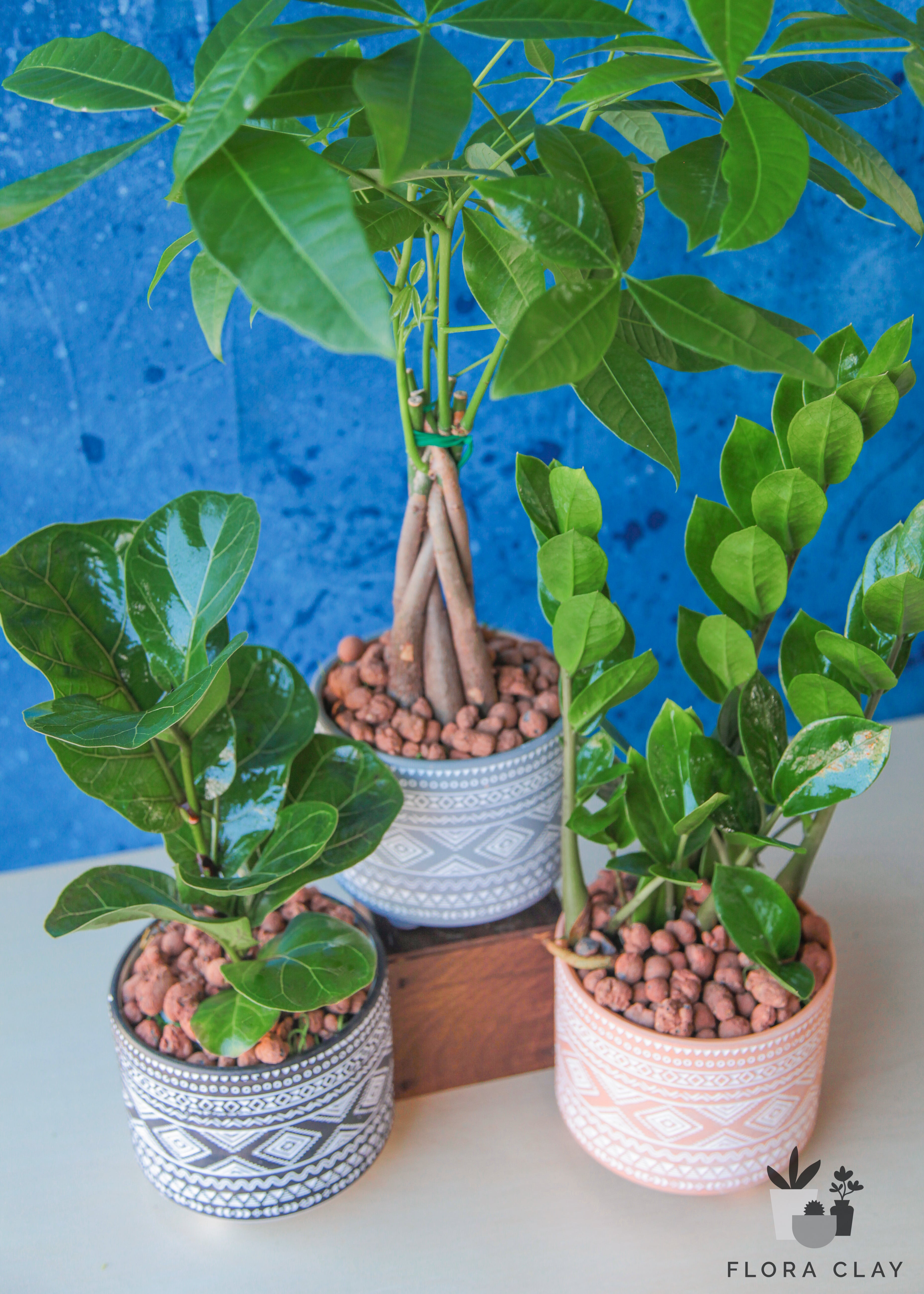 BOHEMIAN Ficus Lyrata