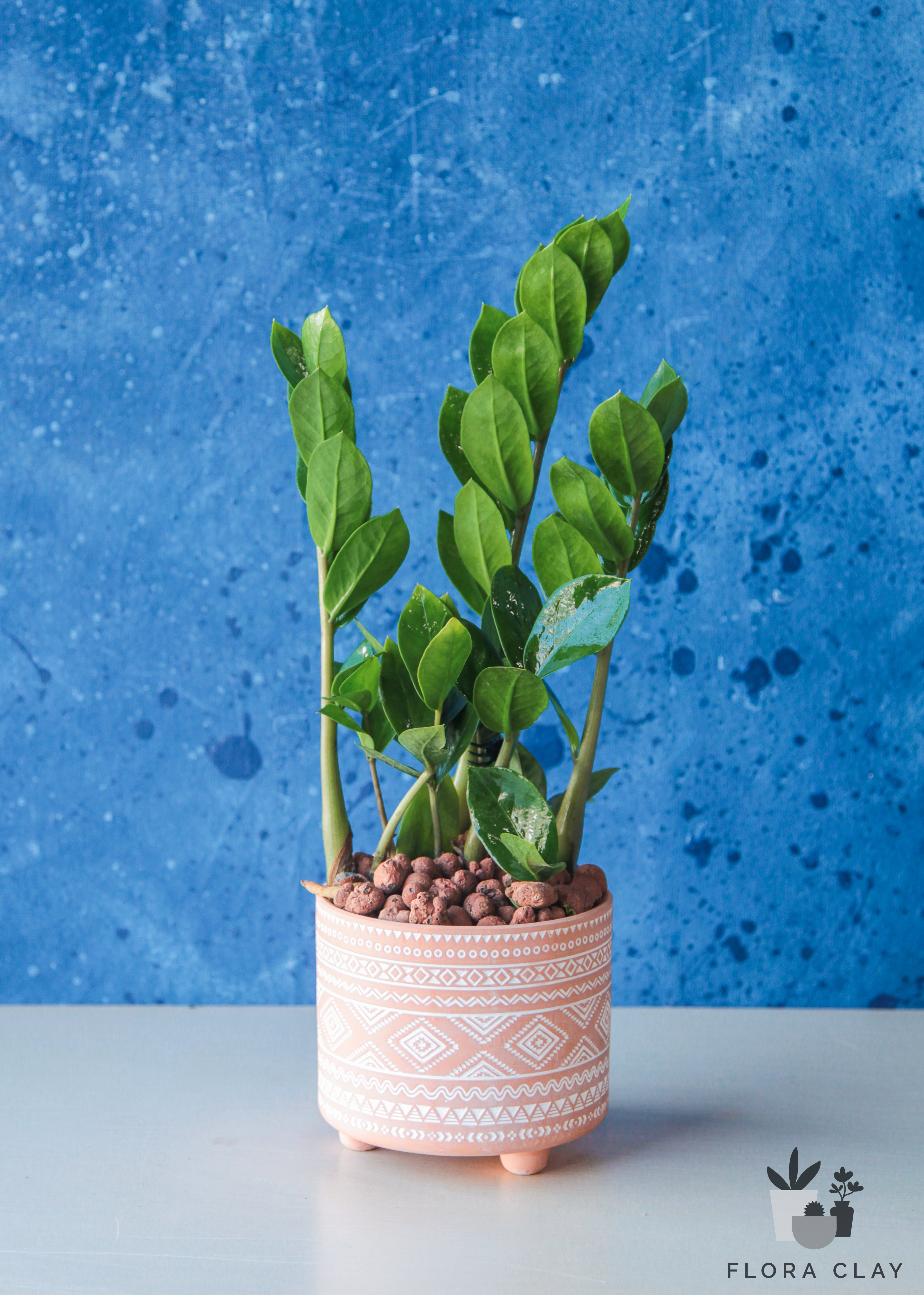 zz plant arrangements BOHEMIAN Zamioculcas Zamiifolia