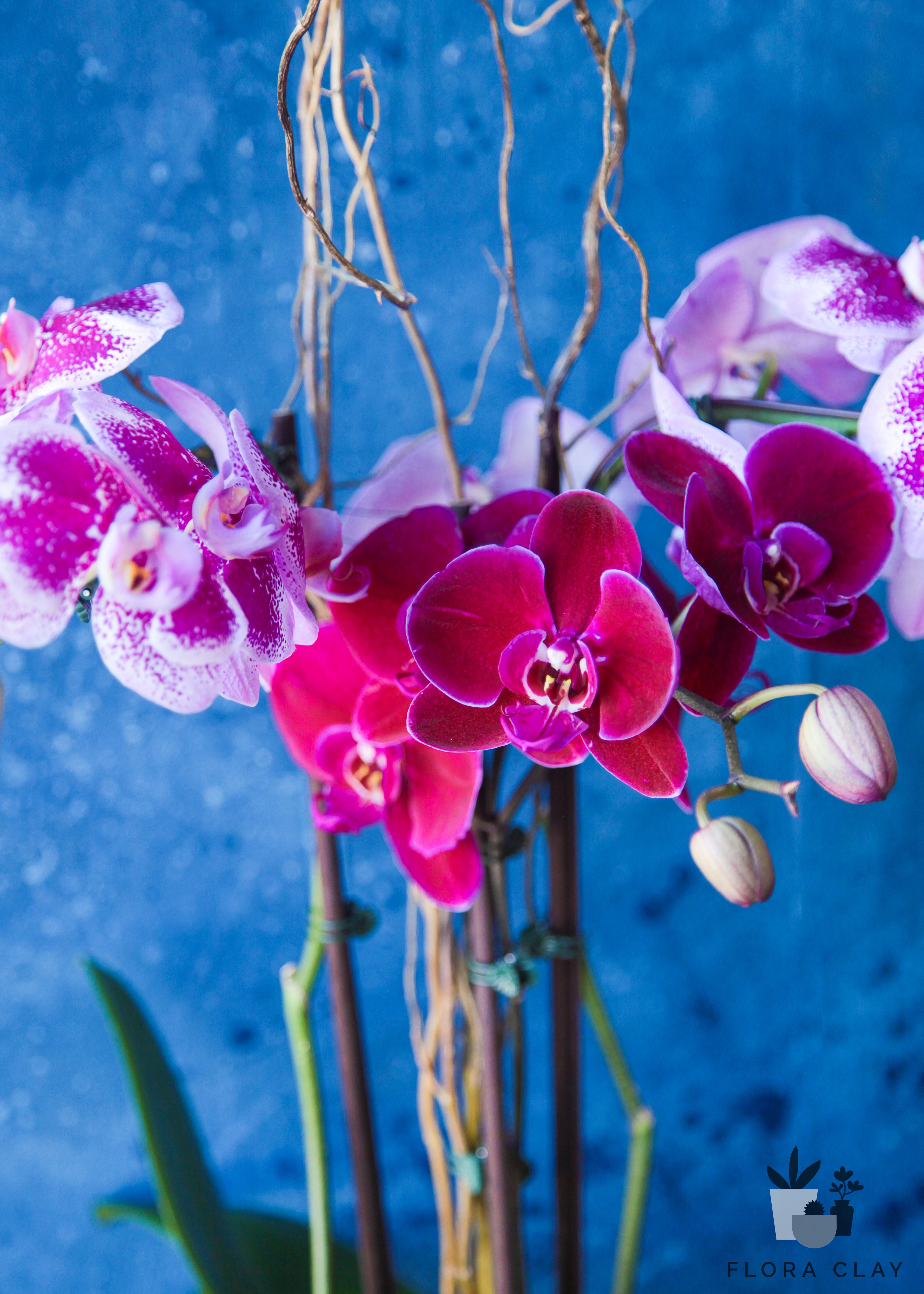 butterfly-orchid-arrangement-floraclay-4.jpg