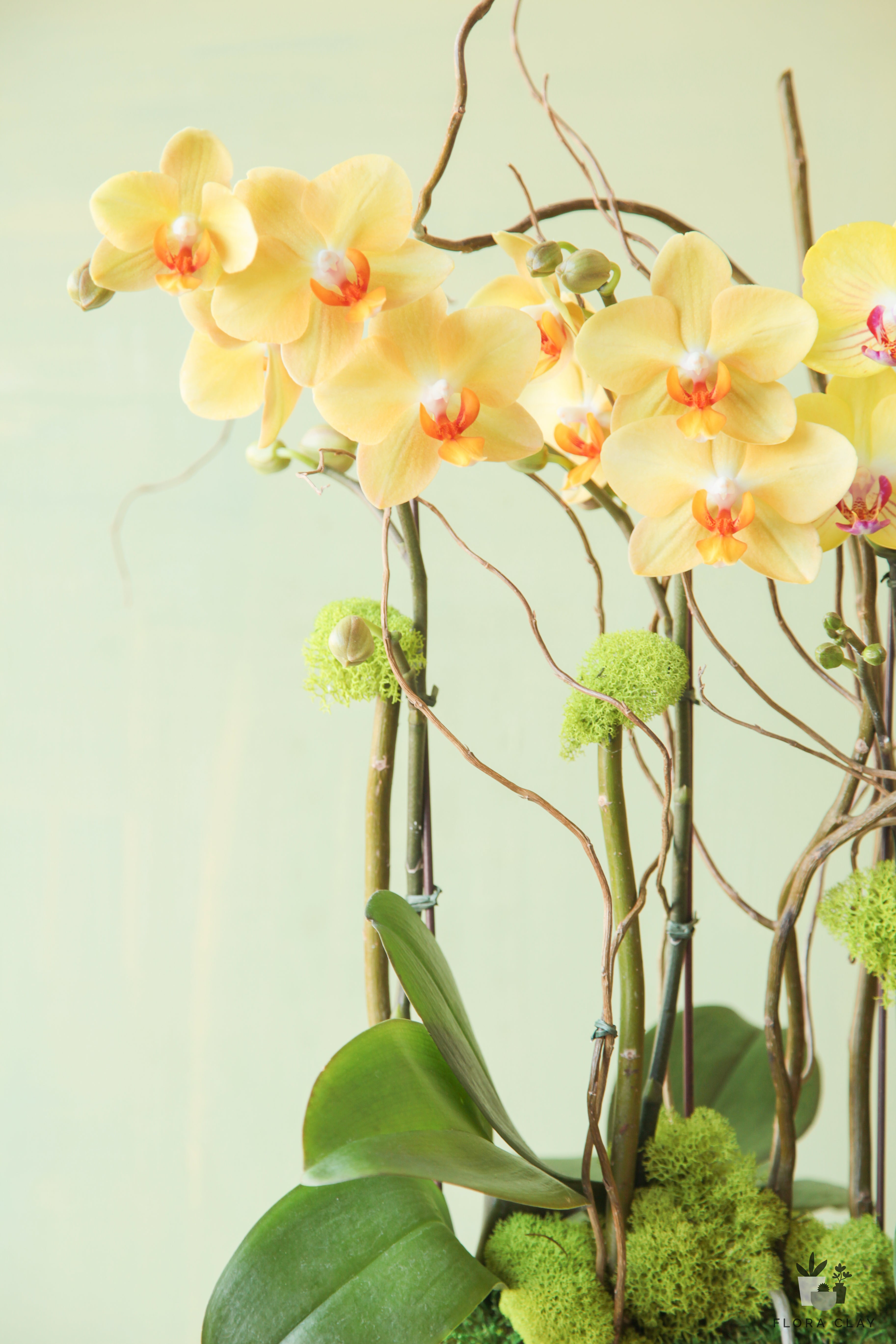 canary-quartet-orchid-arrangement-floraclay-2.jpg