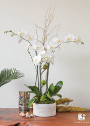 A white orchid arrangement in a white ceramic basket on a wooden surface, with a card indicating the brand 'Flora Clay'.