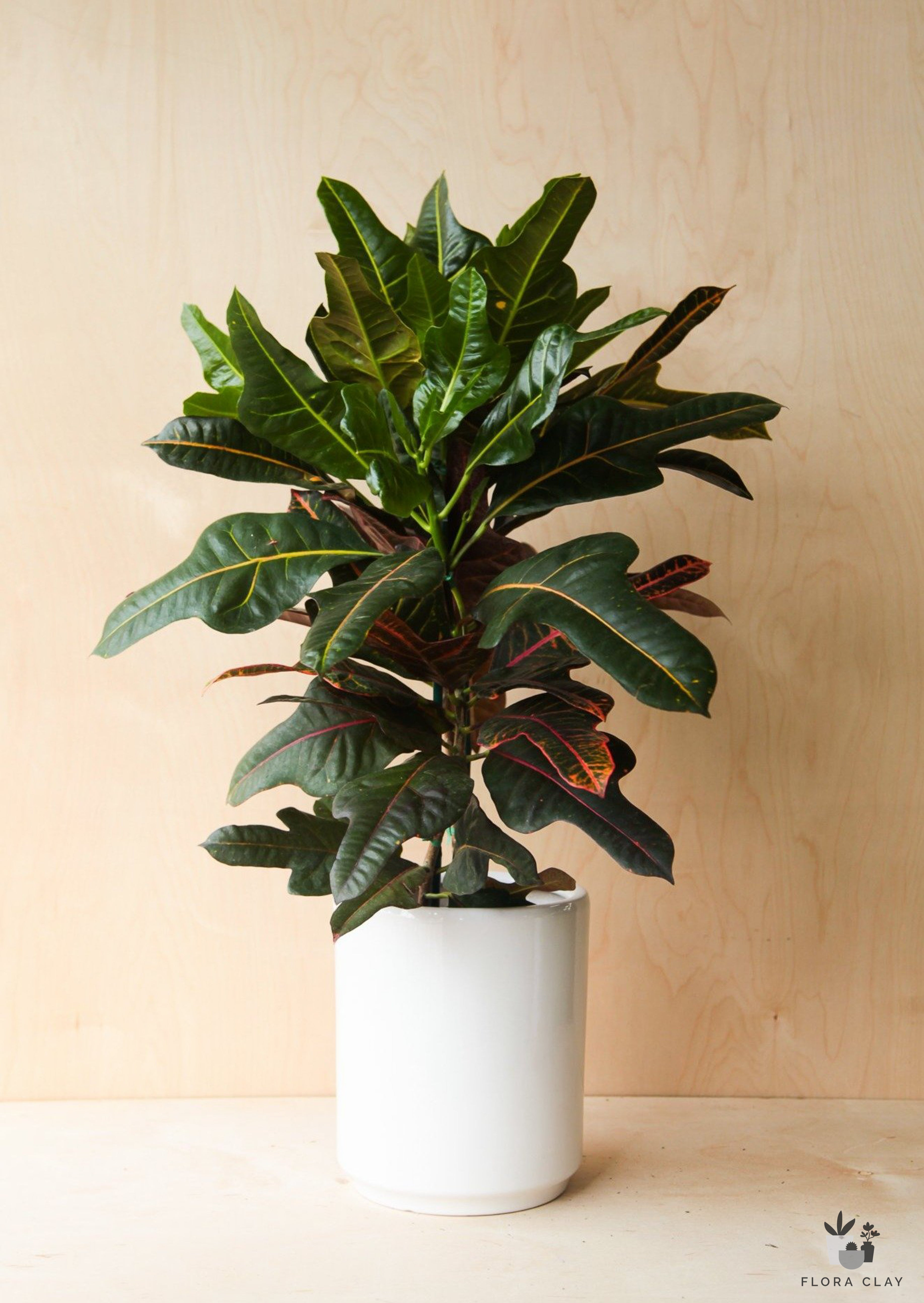 Croton Excellent