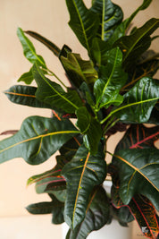 Croton Excellent