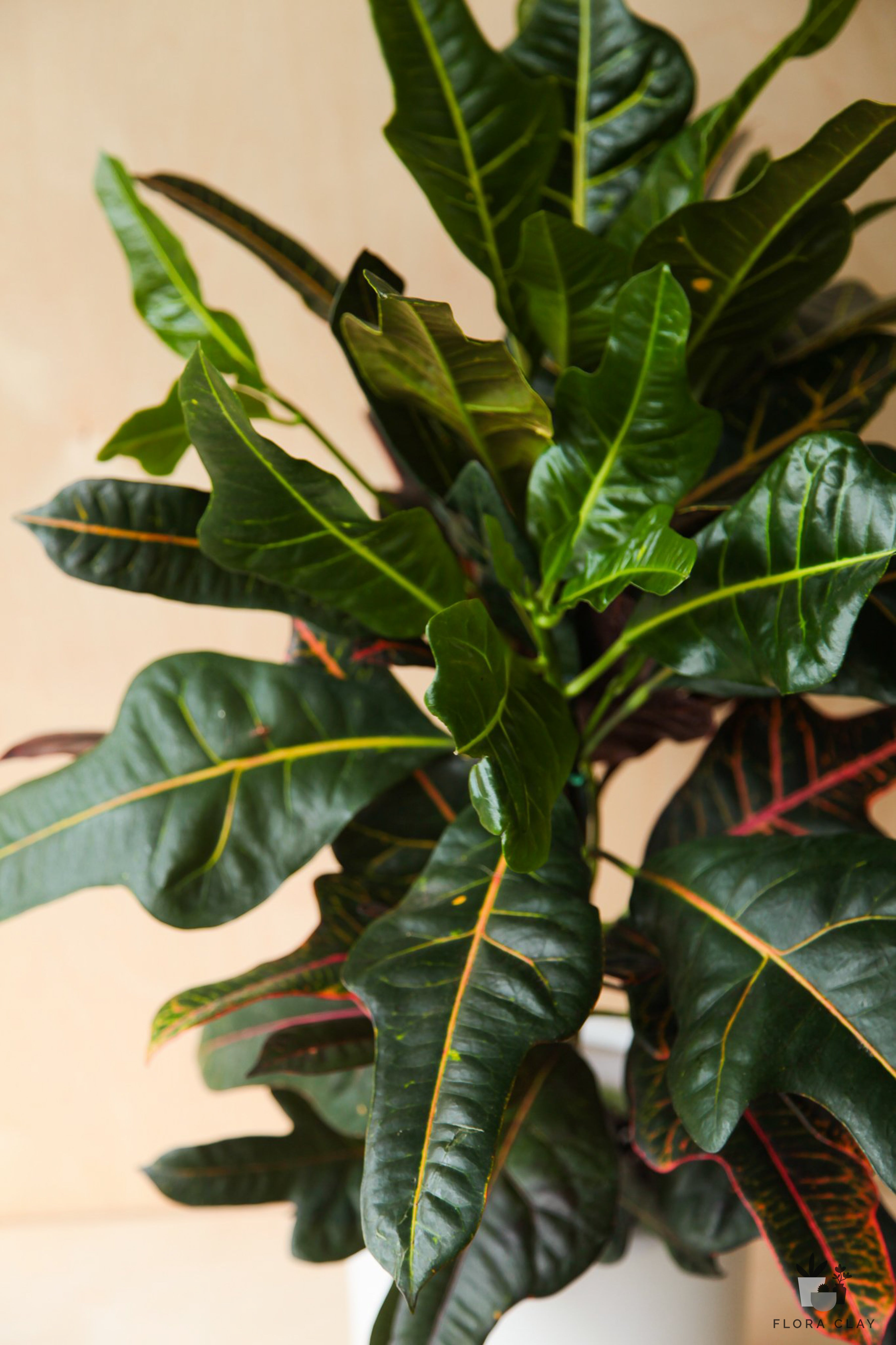 Croton Excellent
