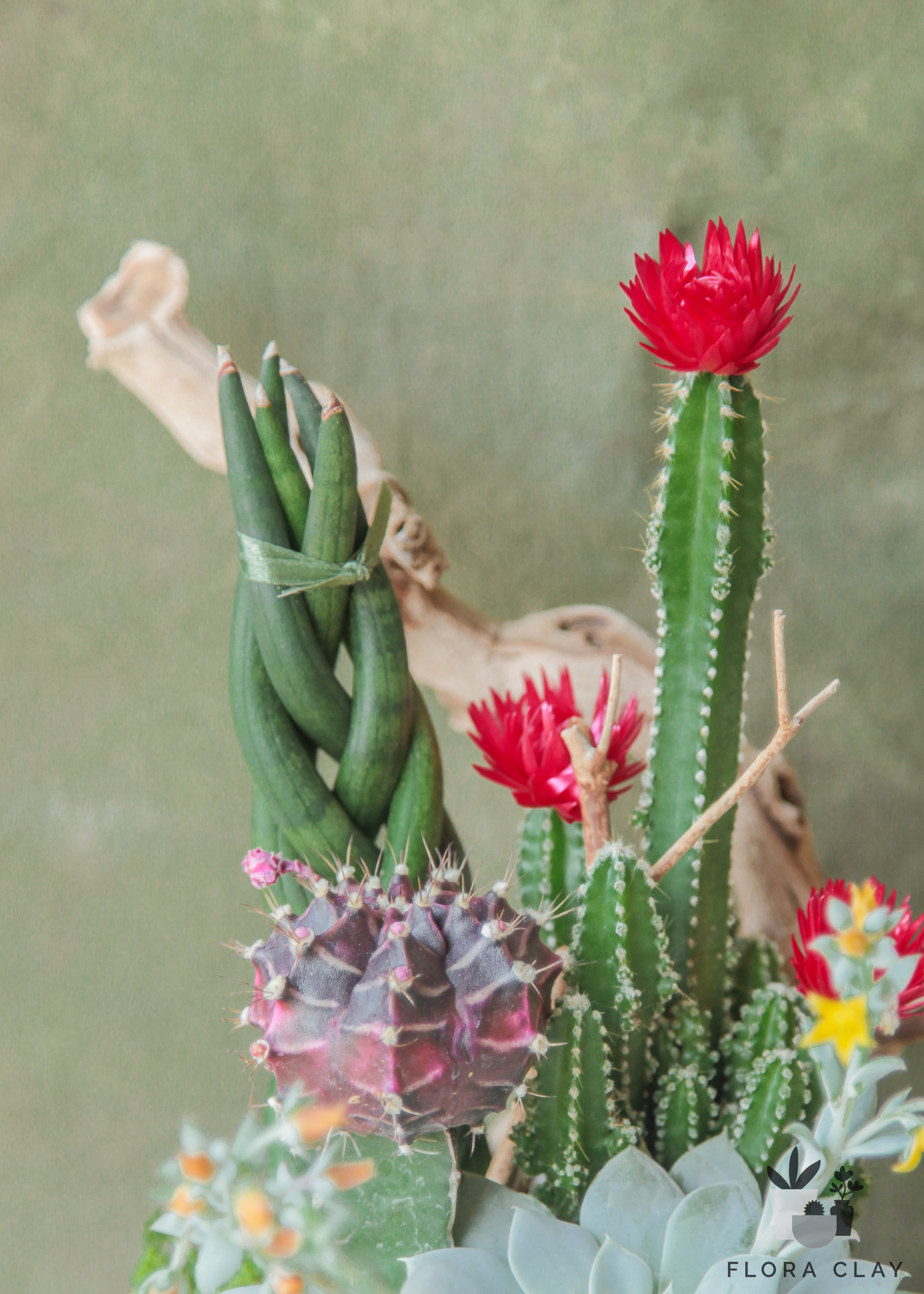 cupcake-cactus-arrangement-floraclay-2.jpg