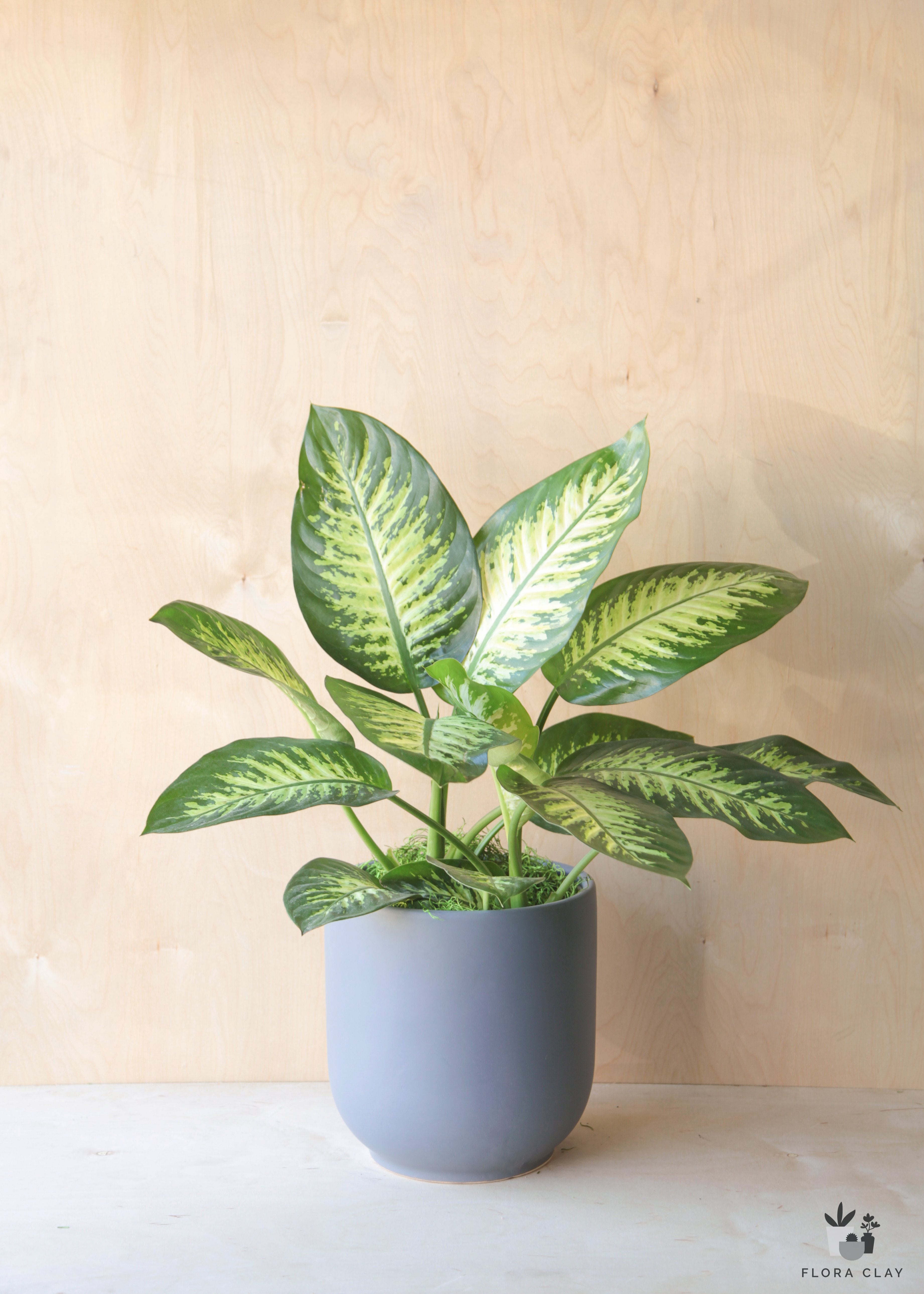 dieffenbachia gift Dieffenbachia Tropic Snow in Blue Grey