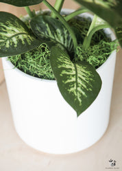 Dieffenbachia Tropic Snow In White Ceramic