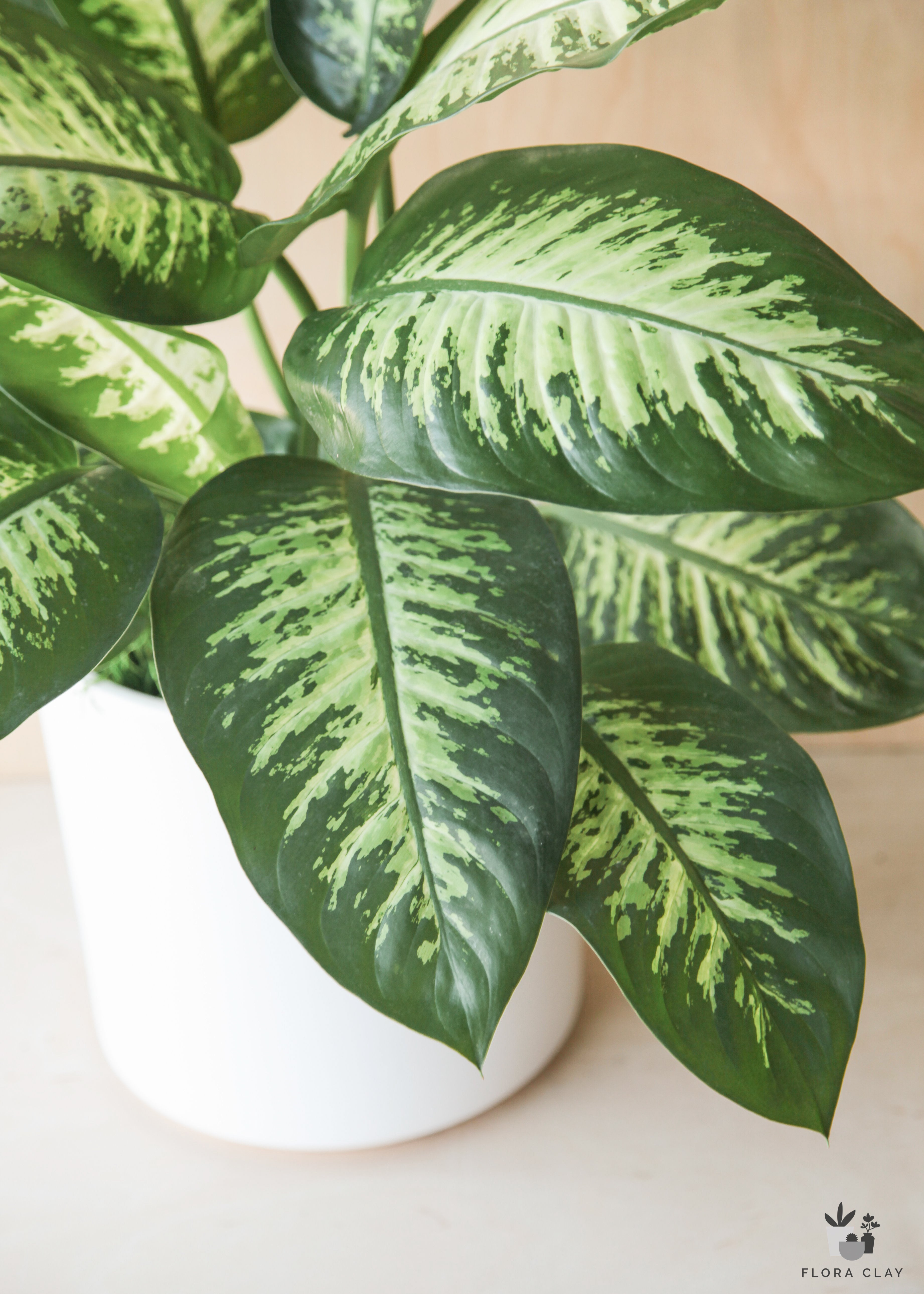 Dieffenbachia Tropic Snow In White Ceramic