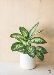 Dieffenbachia Tropic Snow In White Ceramic