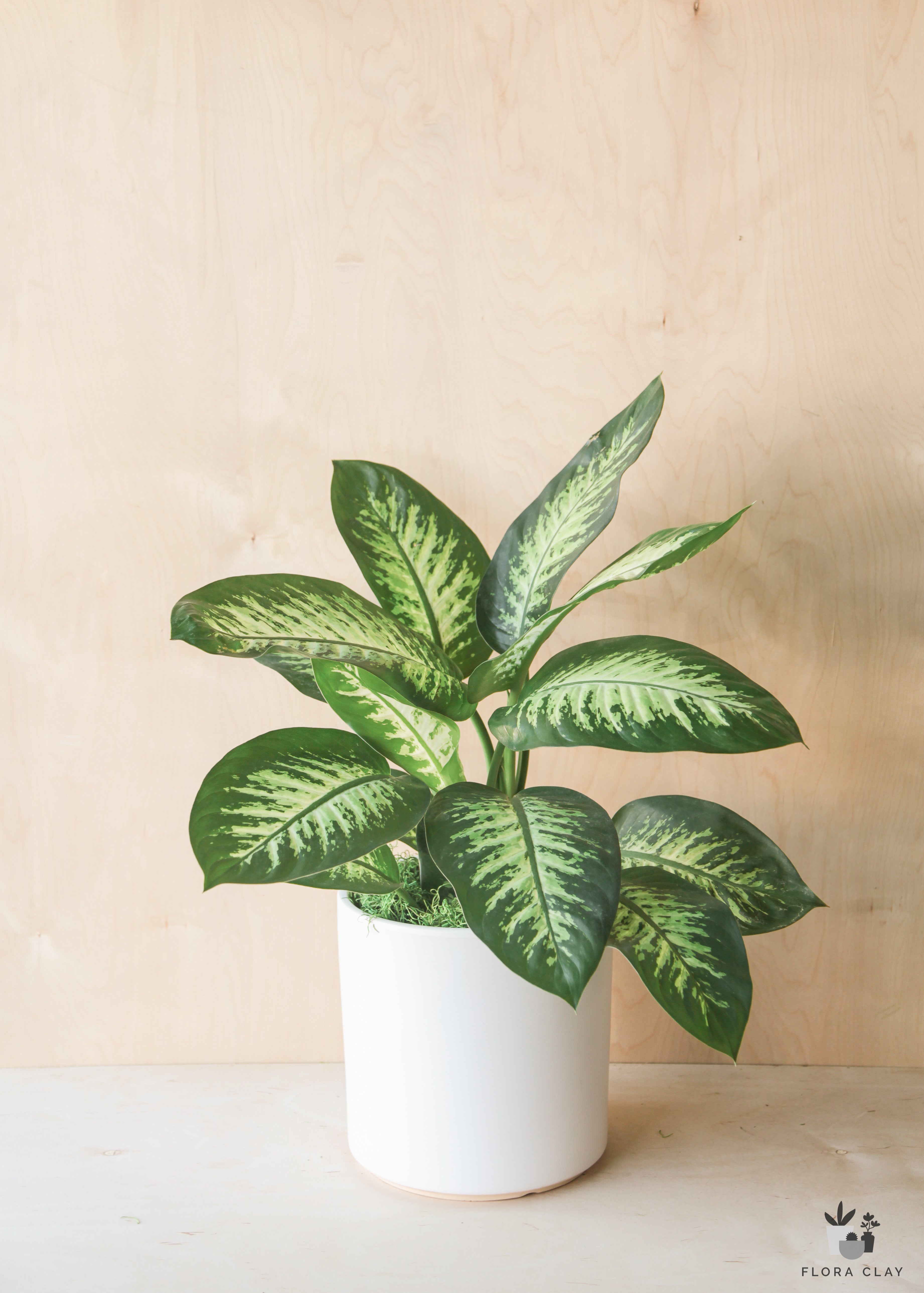 Dieffenbachia Tropic Snow In White Ceramic