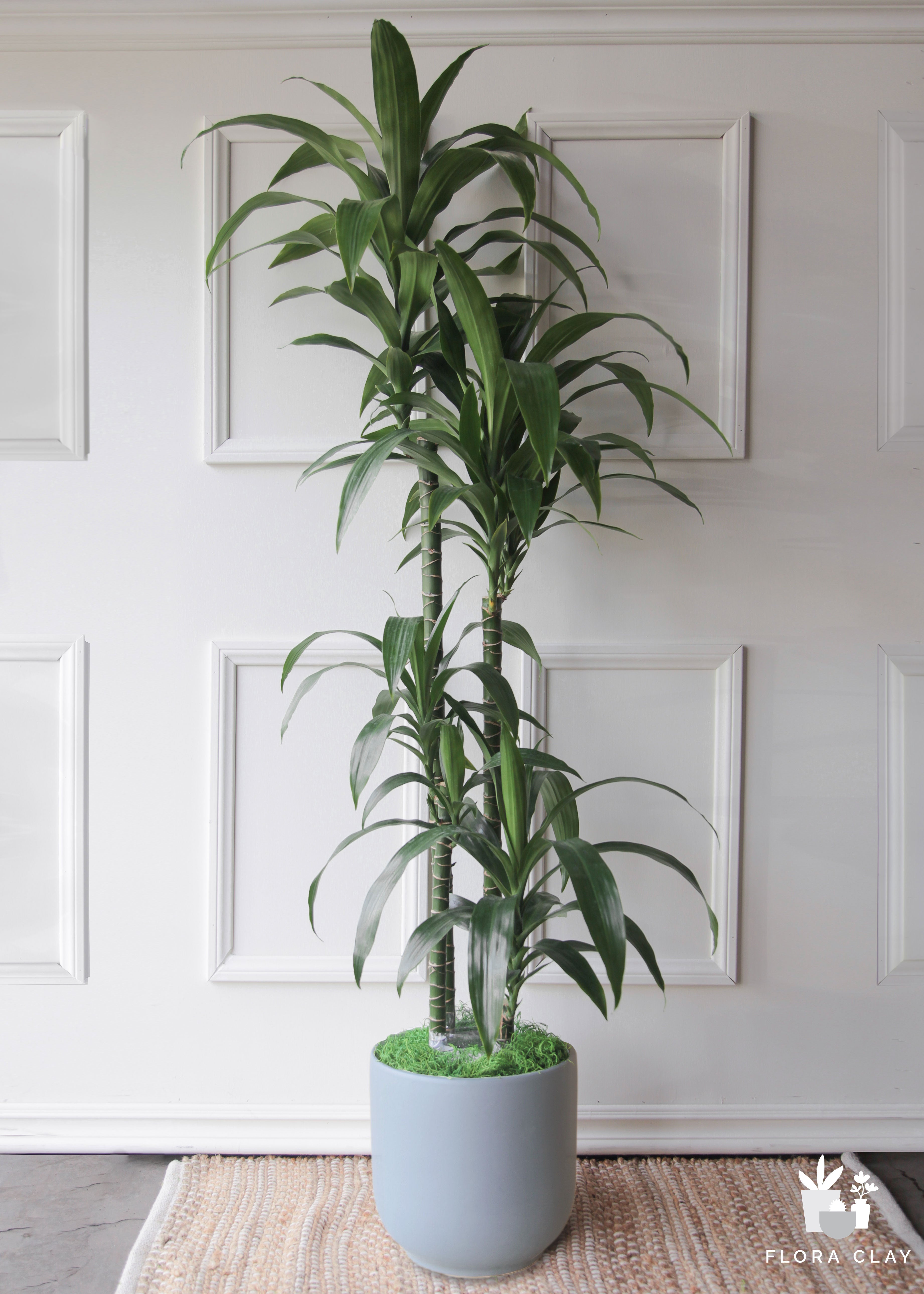 Dracaena Elegance 4 Cane in Blue grey