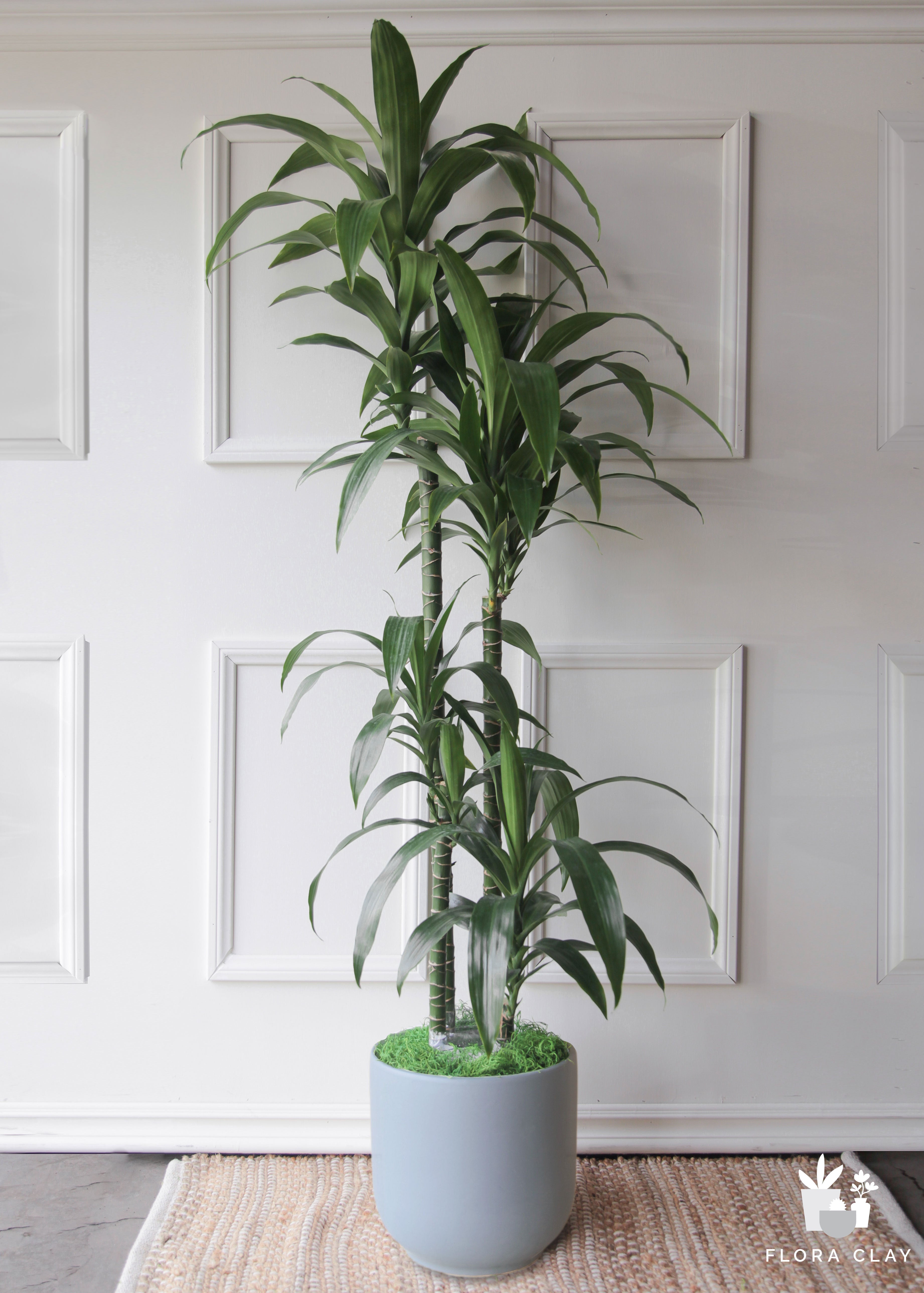 dracaena ulises cane Dracaena Elegance 4 Cane in Blue grey