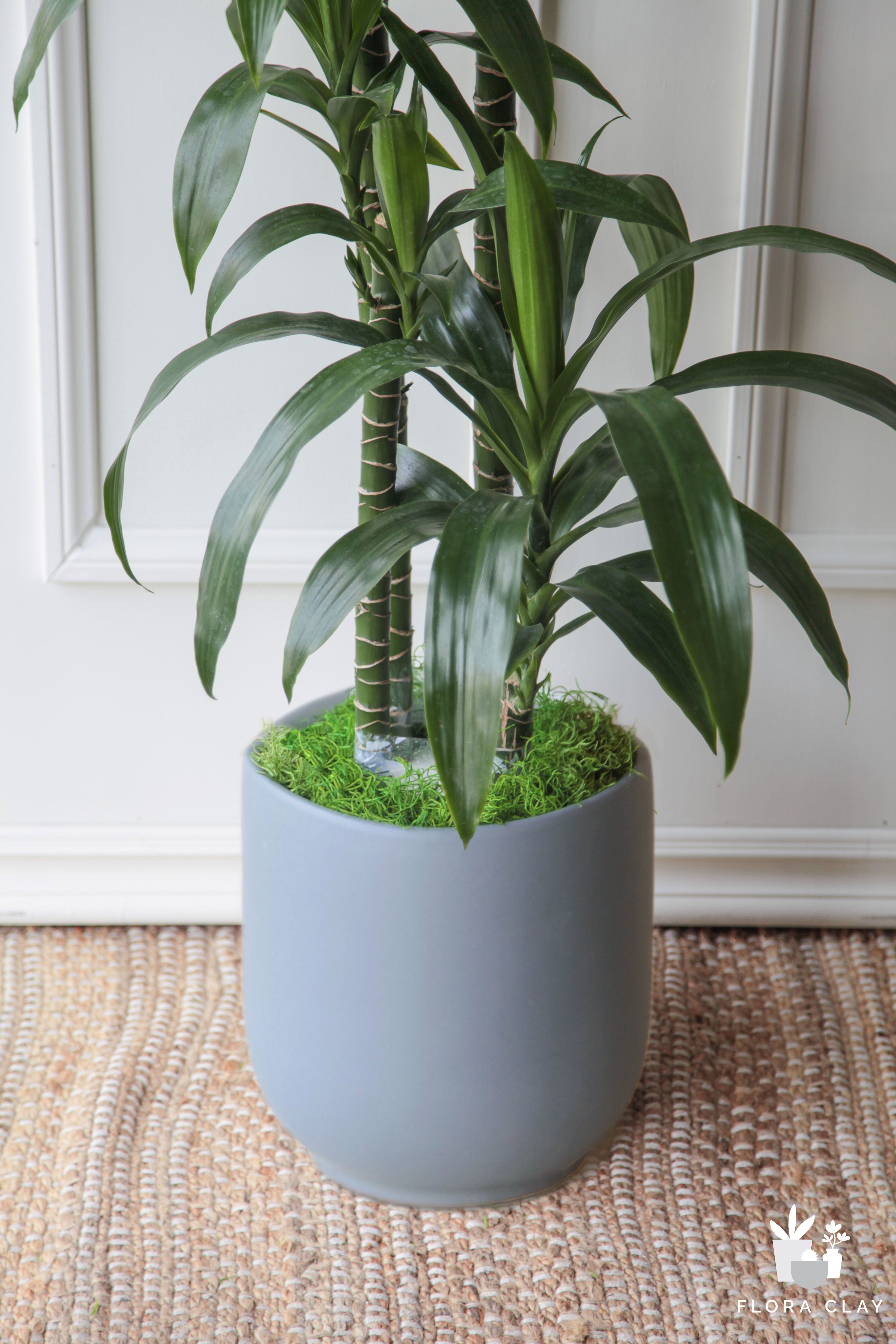 Dracaena Elegance 4 Cane in Blue grey