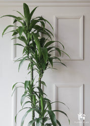 Dracaena Elegance 4 Canes In White Ceramic