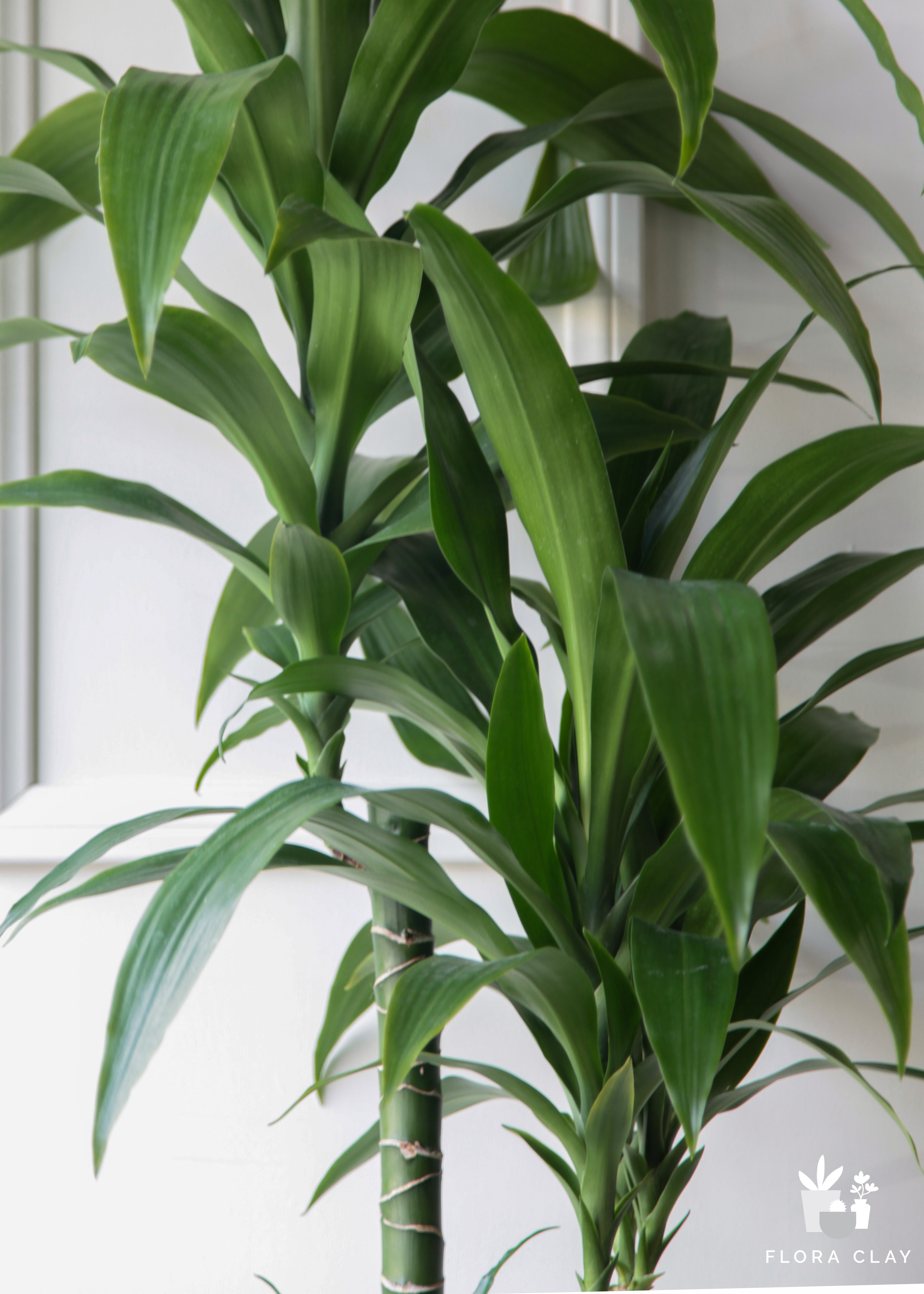 Dracaena Elegance 4 Canes In White Ceramic