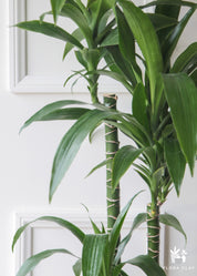 Dracaena Elegance 4 Cane in Blue grey