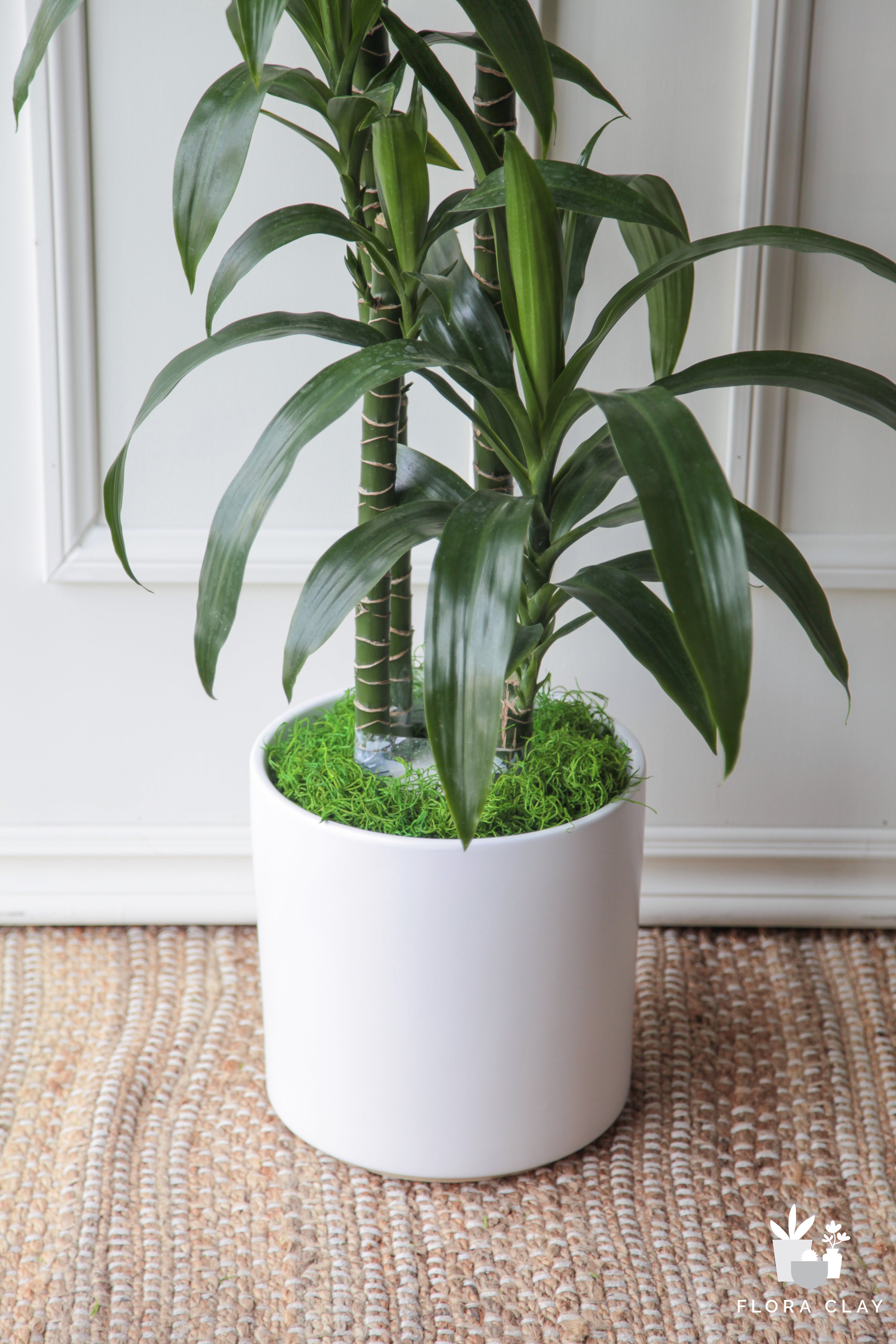 Dracaena Elegance 4 Canes In White Ceramic