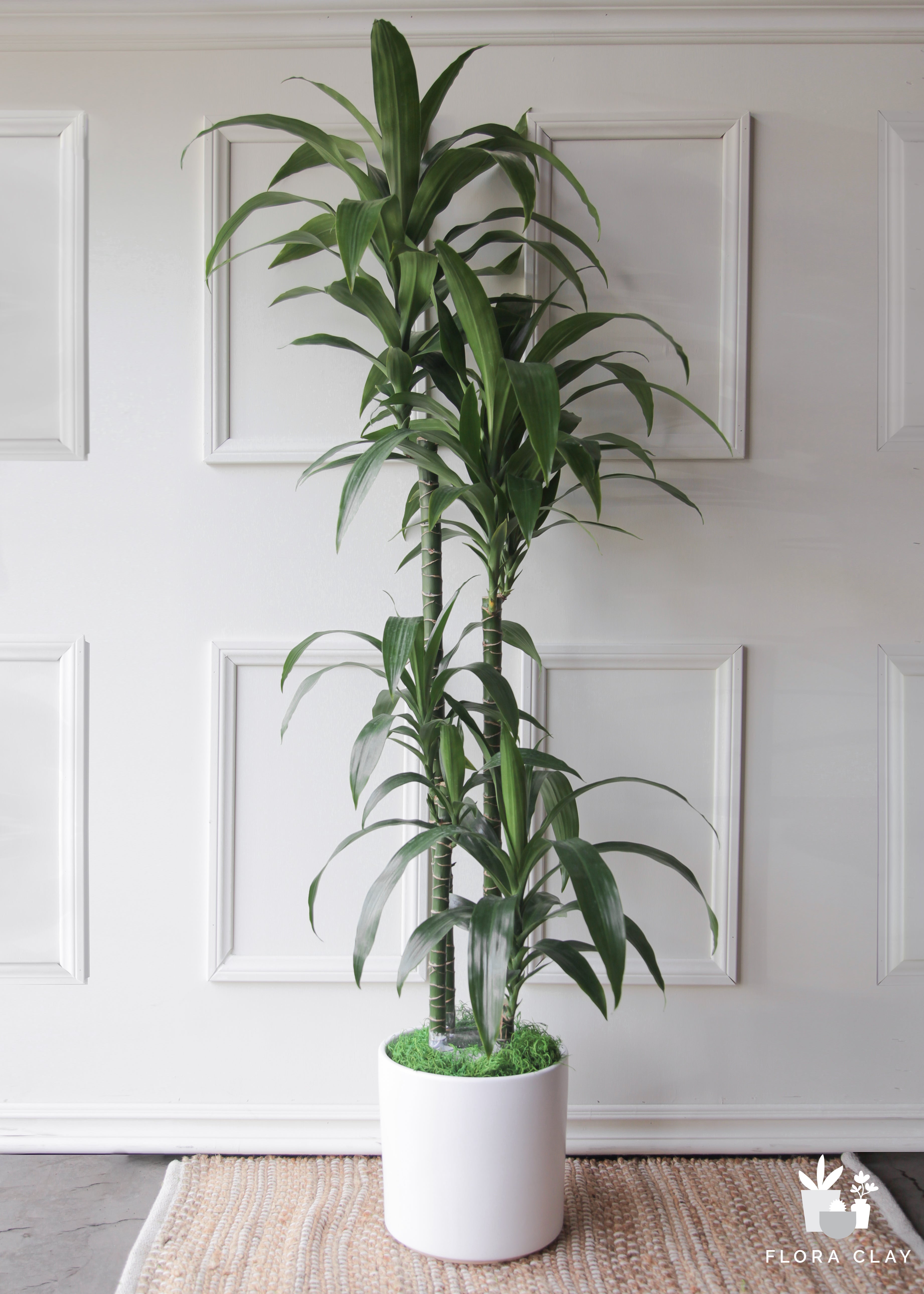 dracaena costaricana cane Dracaena Elegance 4 Canes In White Ceramic