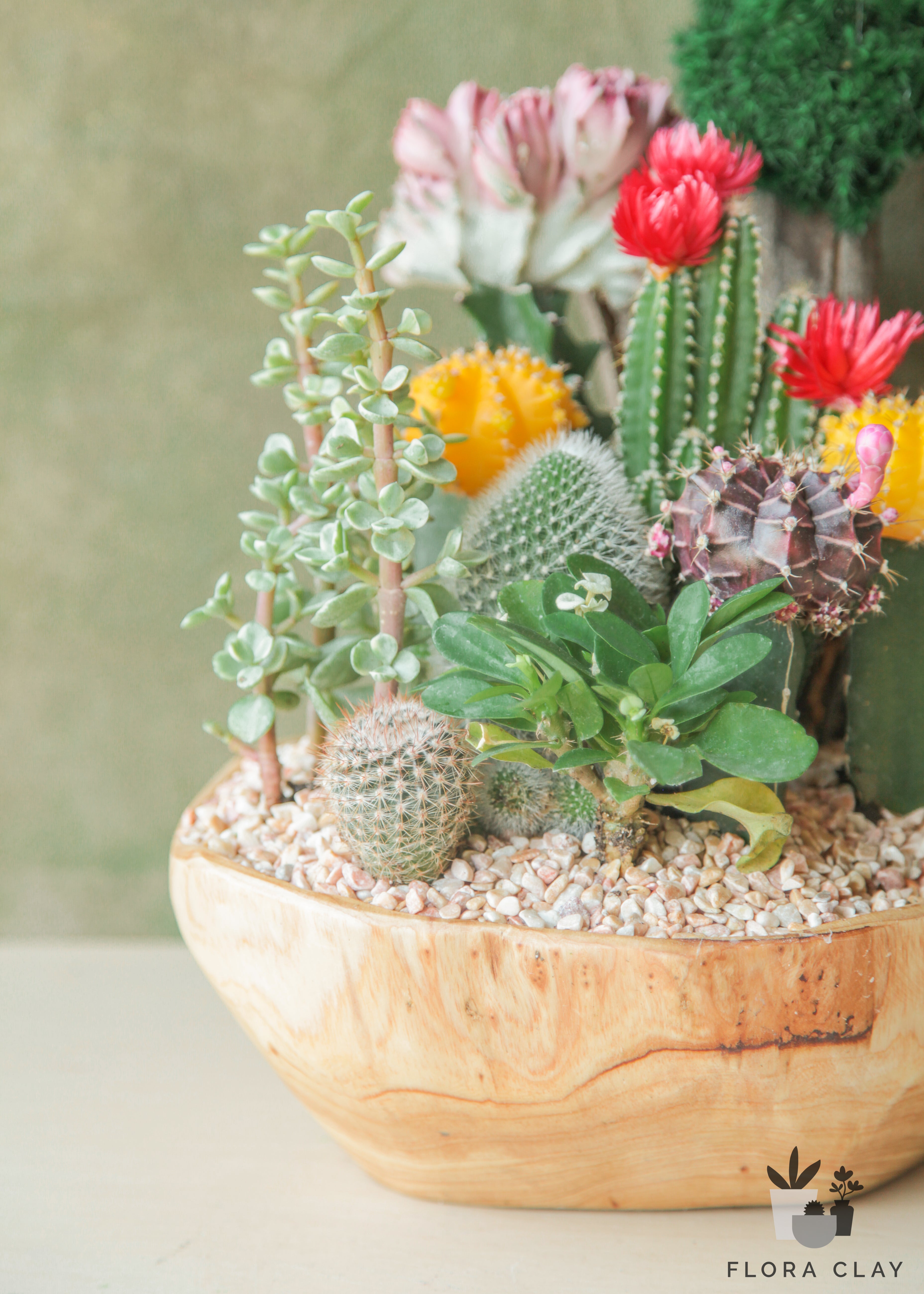 family-picture-cactus-arrangement-floraclay-2.jpg
