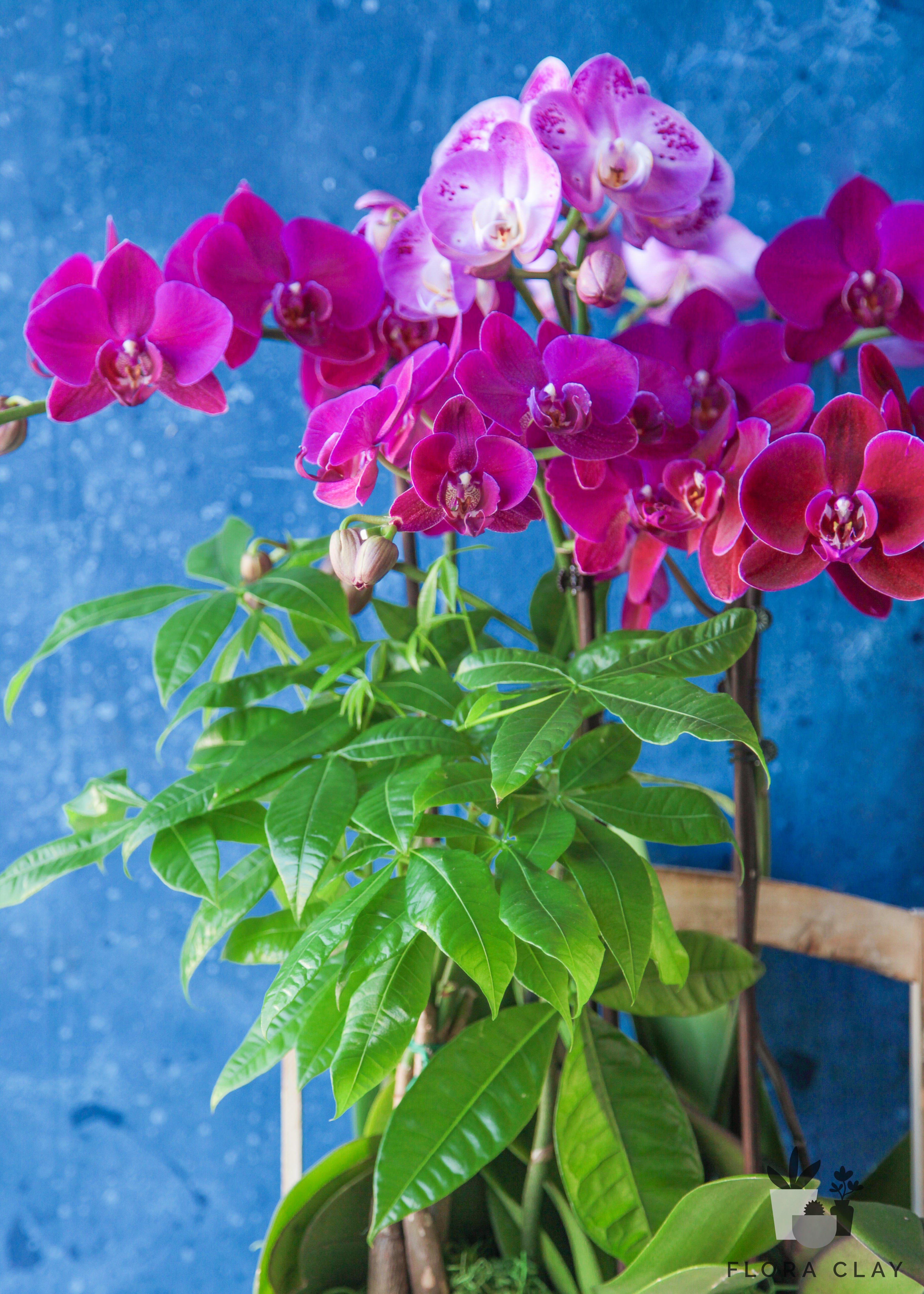 flora-box-orchid-arrangement-floraclay-4.jpg