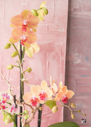 Flower Head