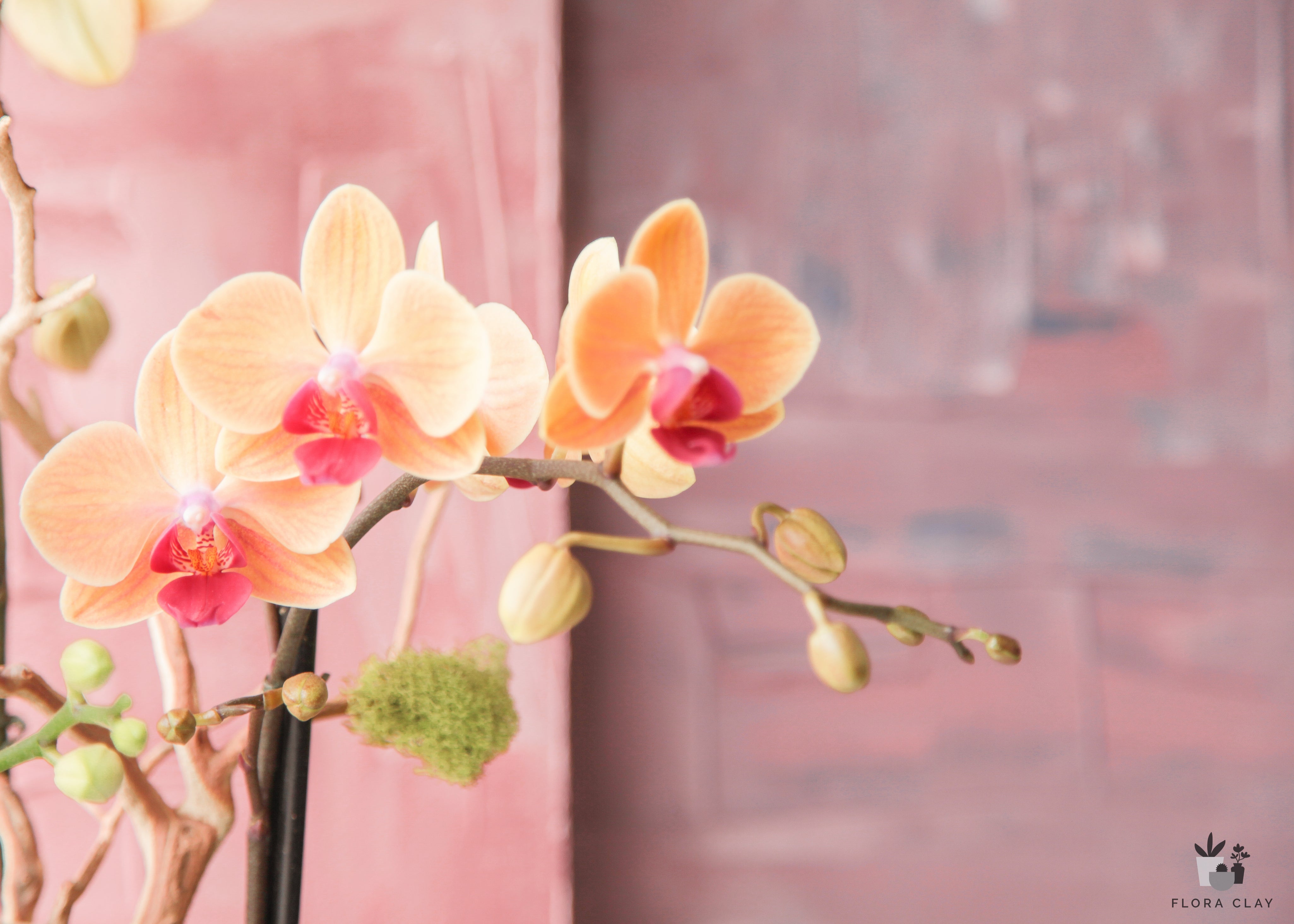 Flower Head