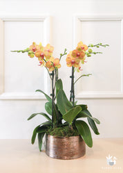 YELLO ORCHID ARRANGEMENT