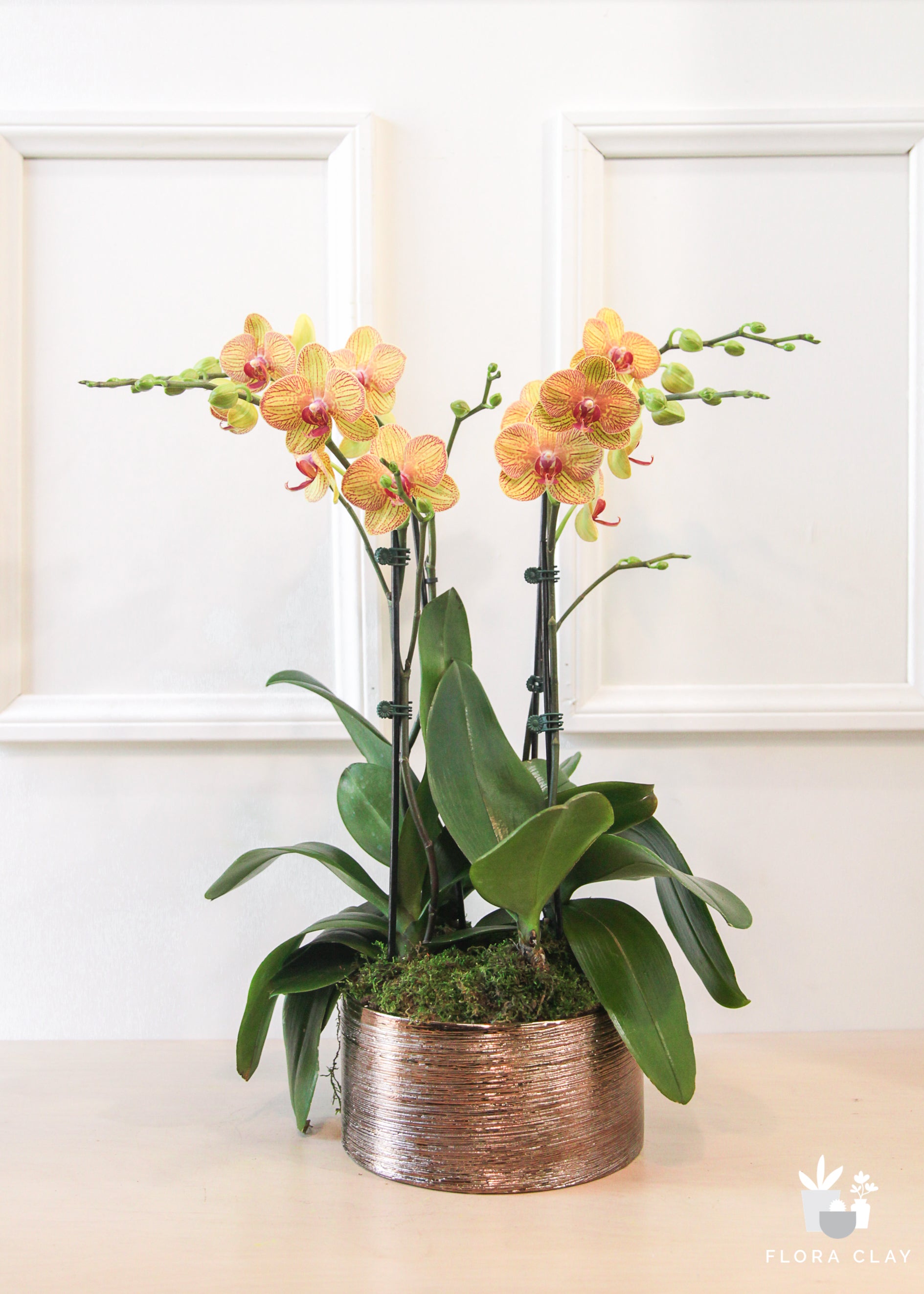 YELLO ORCHID ARRANGEMENT