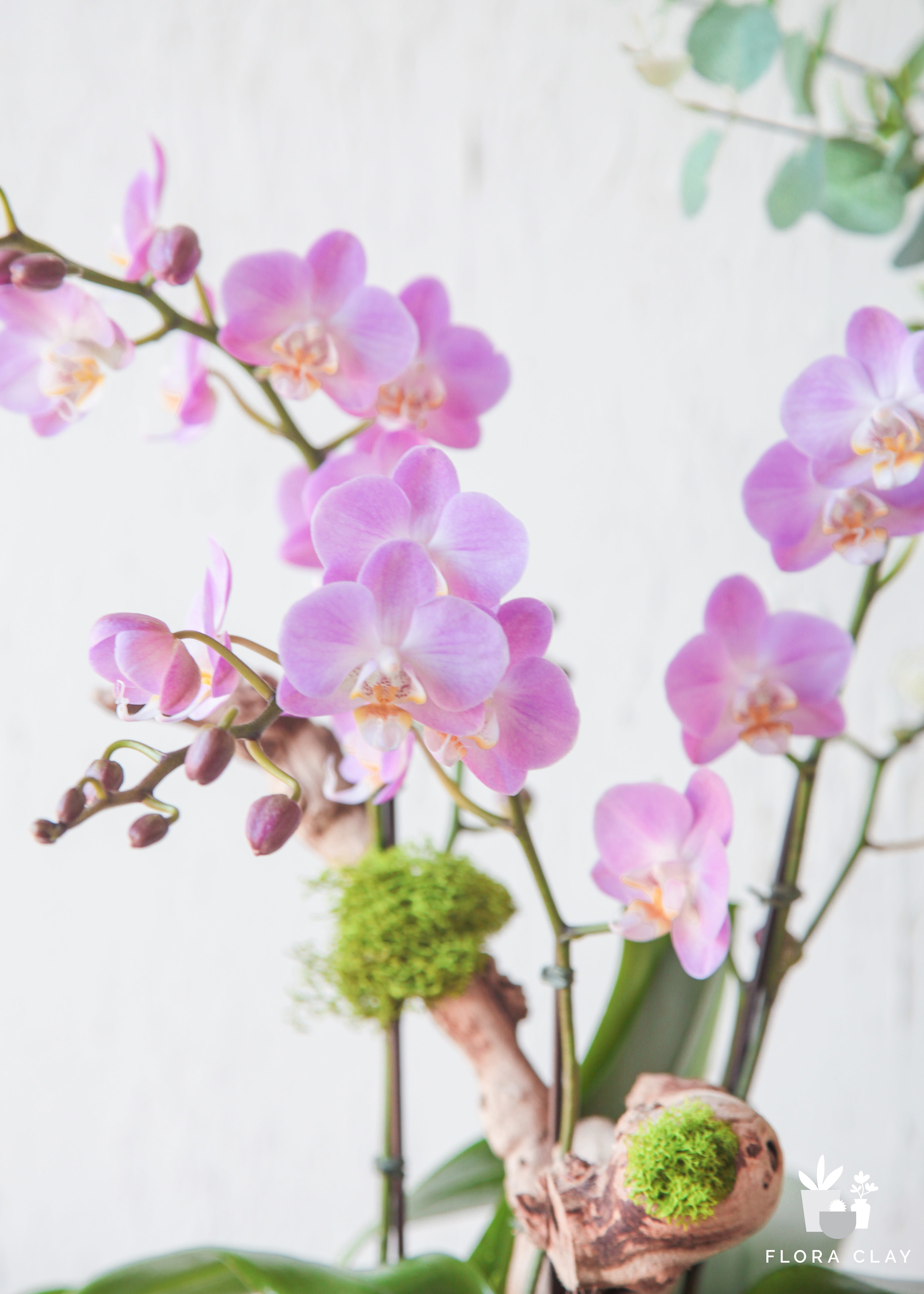 hello-spring-orchid-arrange-floraclay-3.jpg