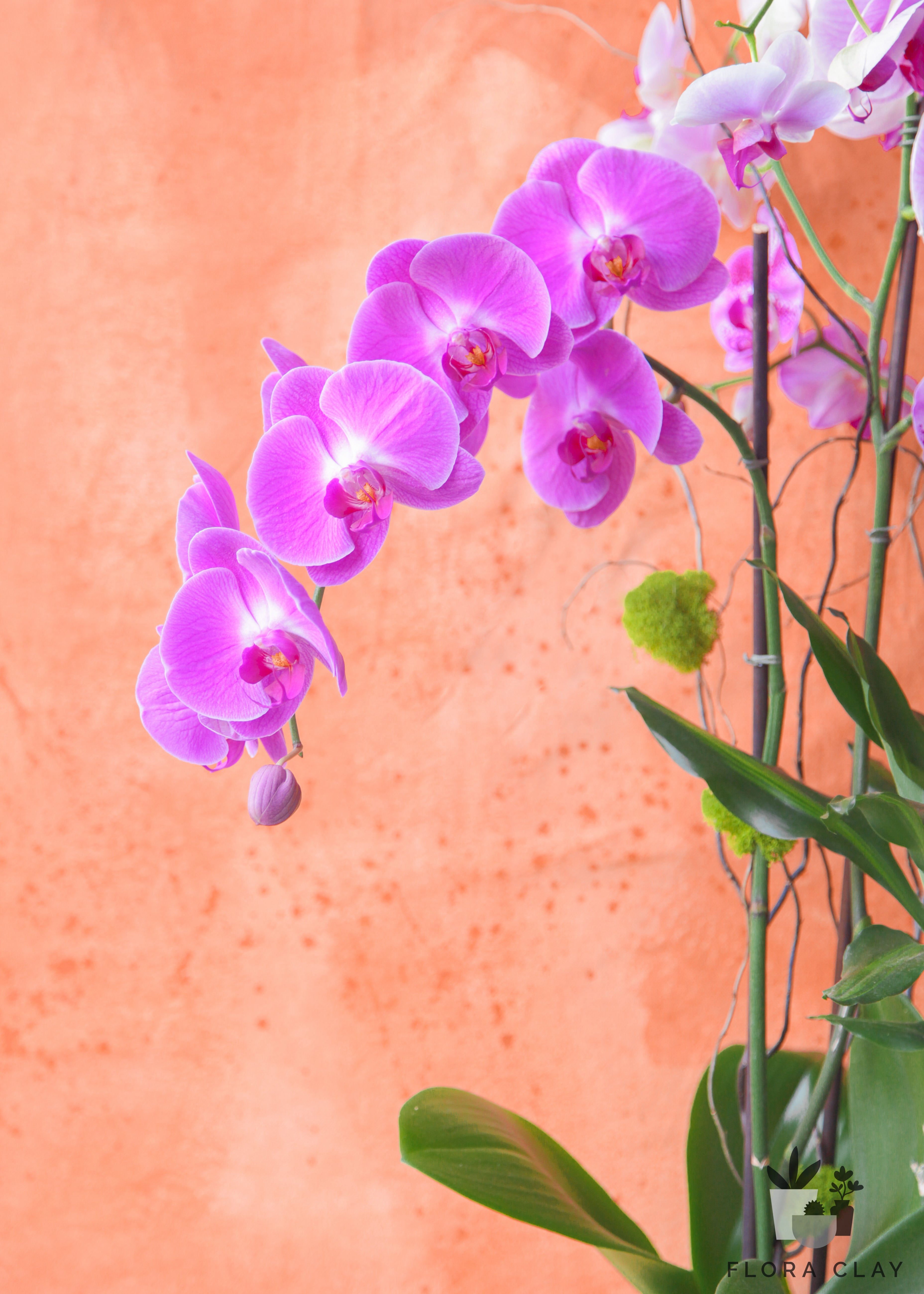 late-harvest-orchid-arrangement-floraclay-2.jpg