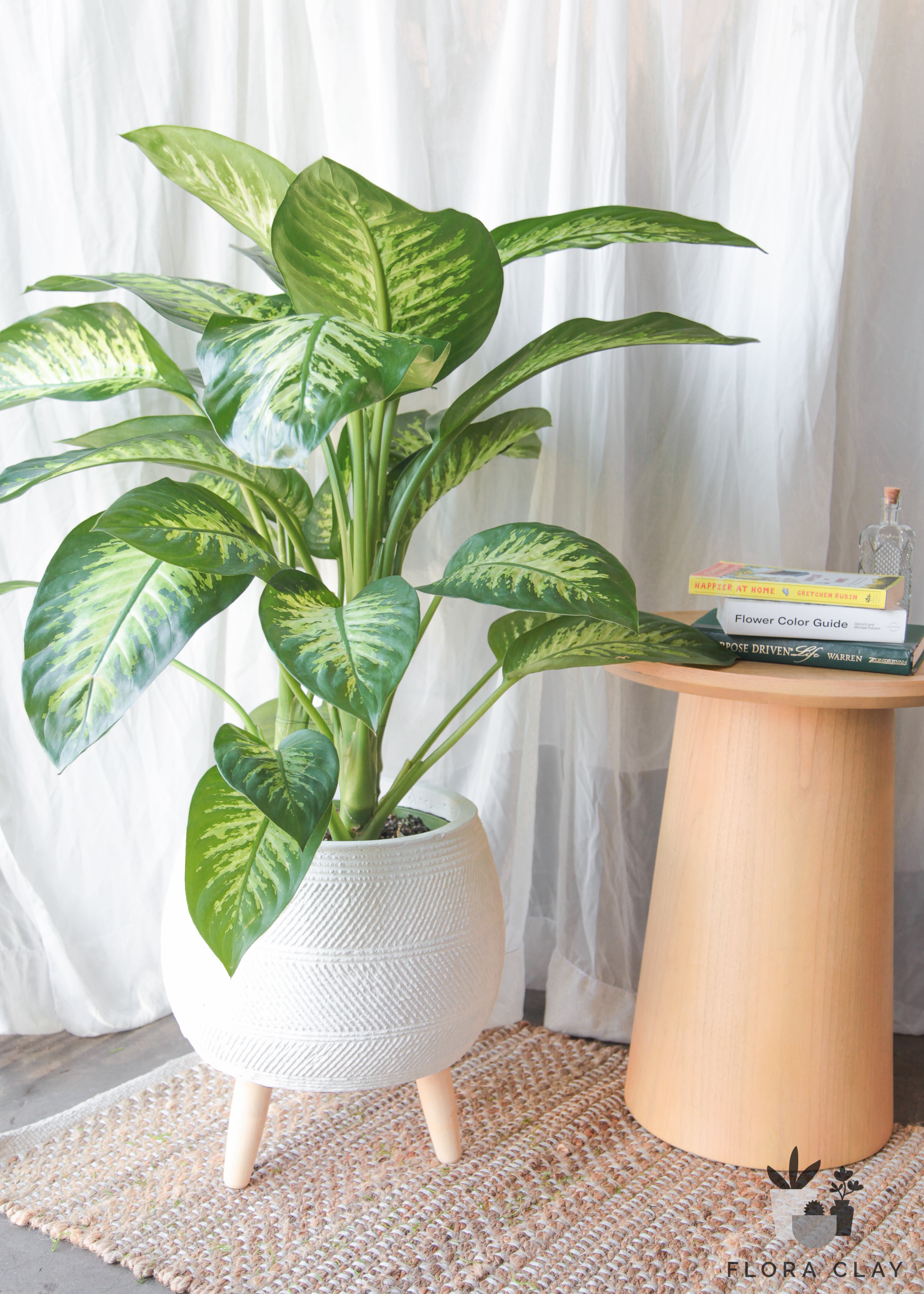 leopard plant indoor Leopard