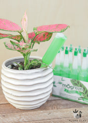Liquid Plant Food