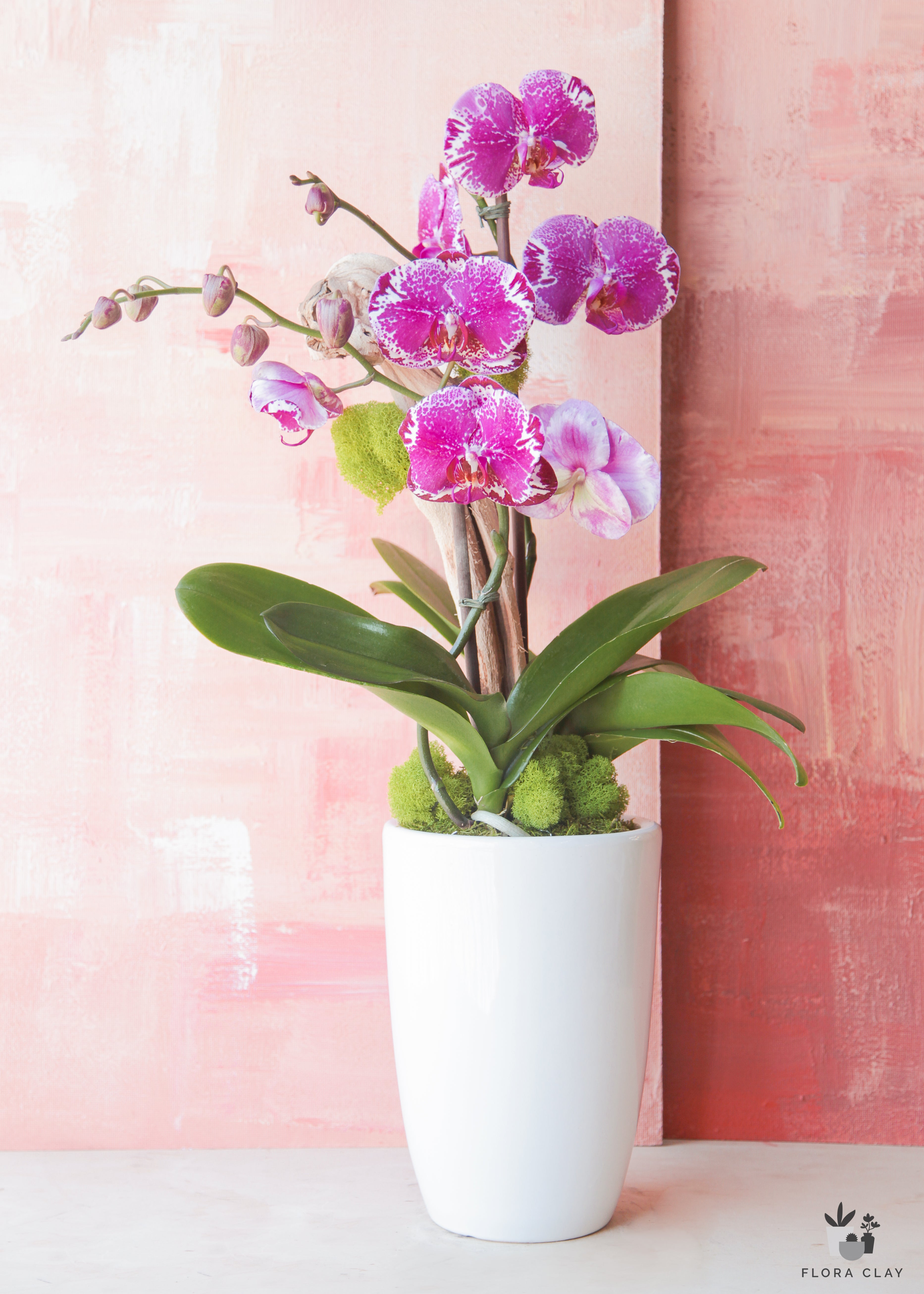 Love Letter | Orchid Arrangements – FLORA CLAY