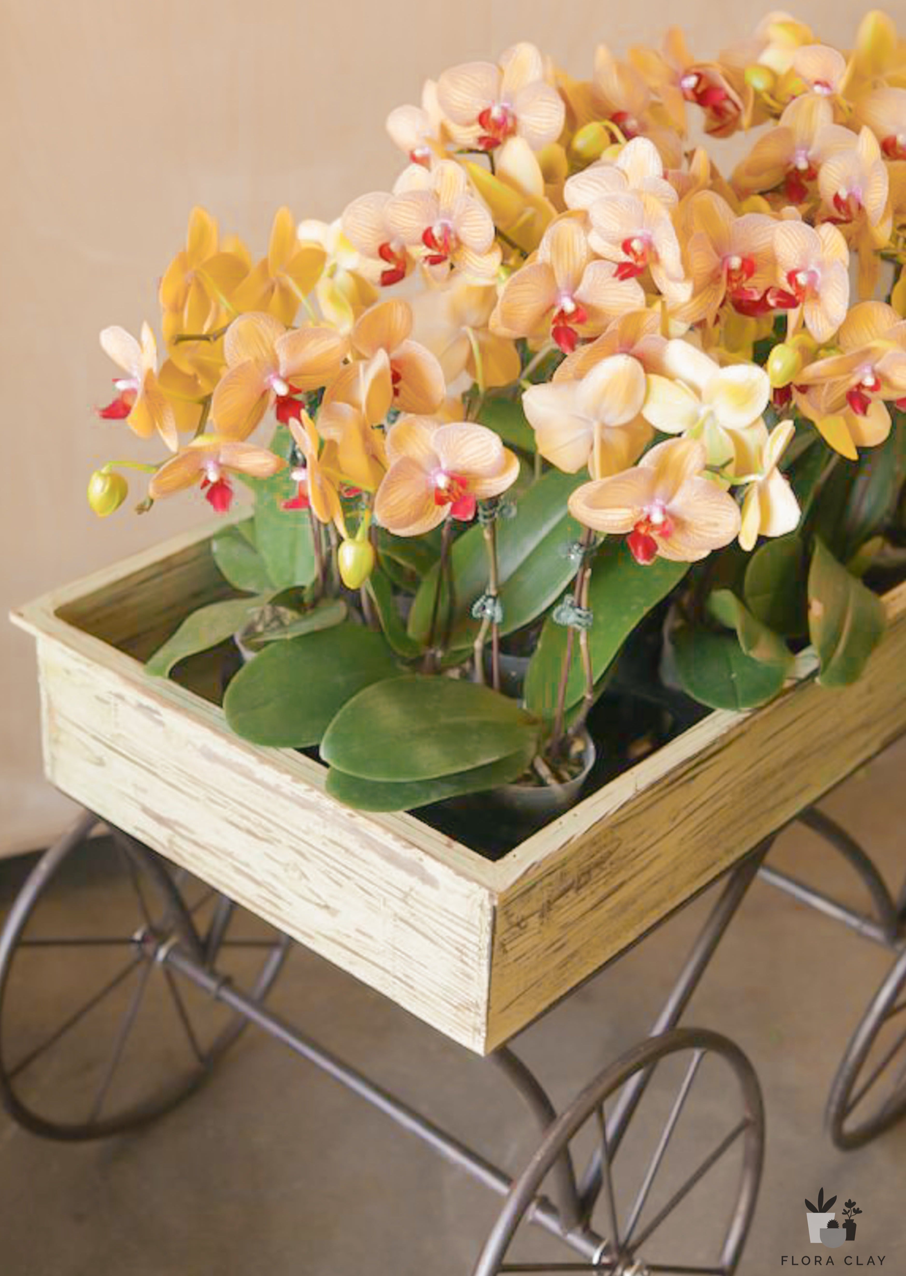pots to plant orchids in Mini Orchids