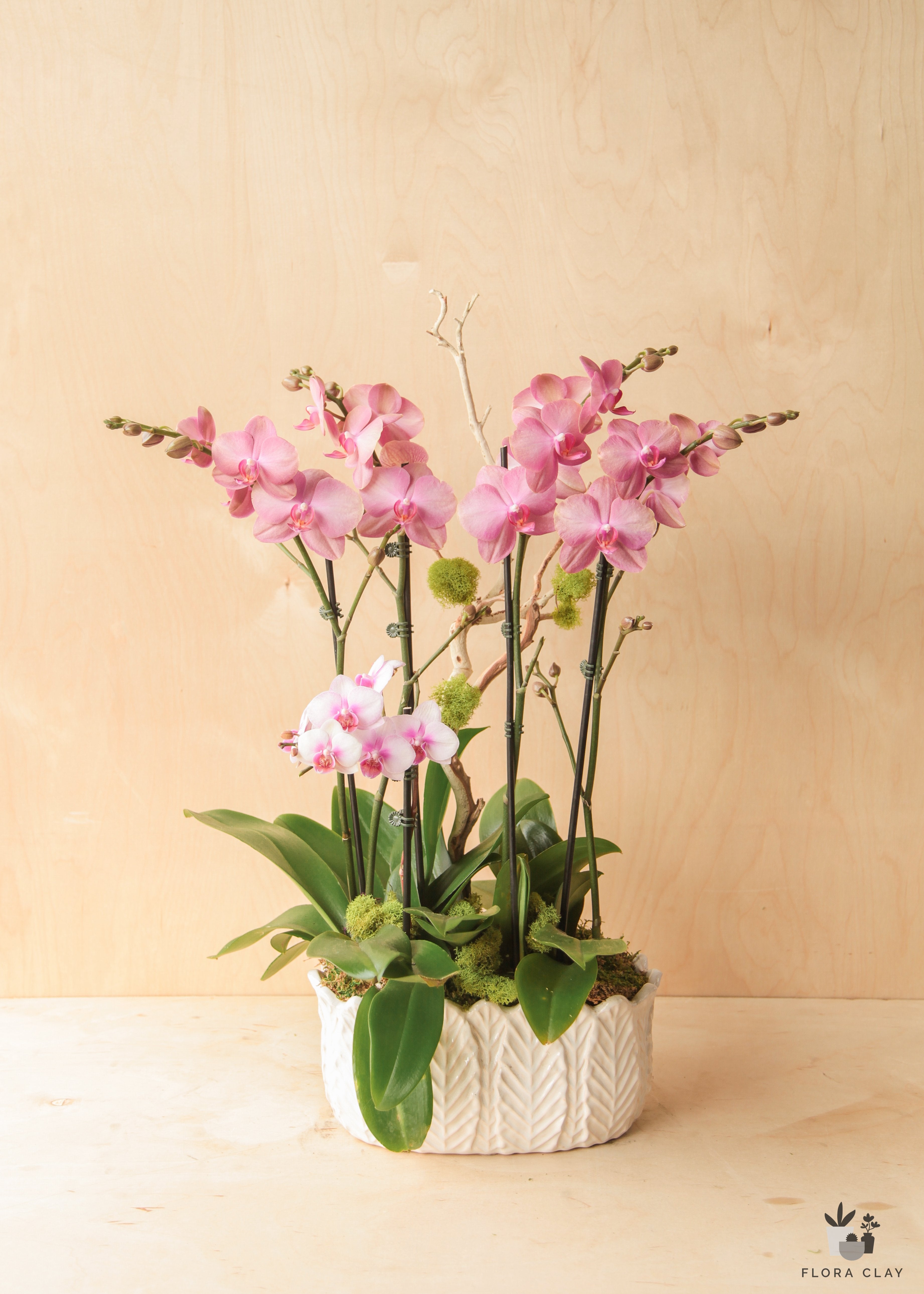 musical-orchid-arrangement-floraclay-4.jpg