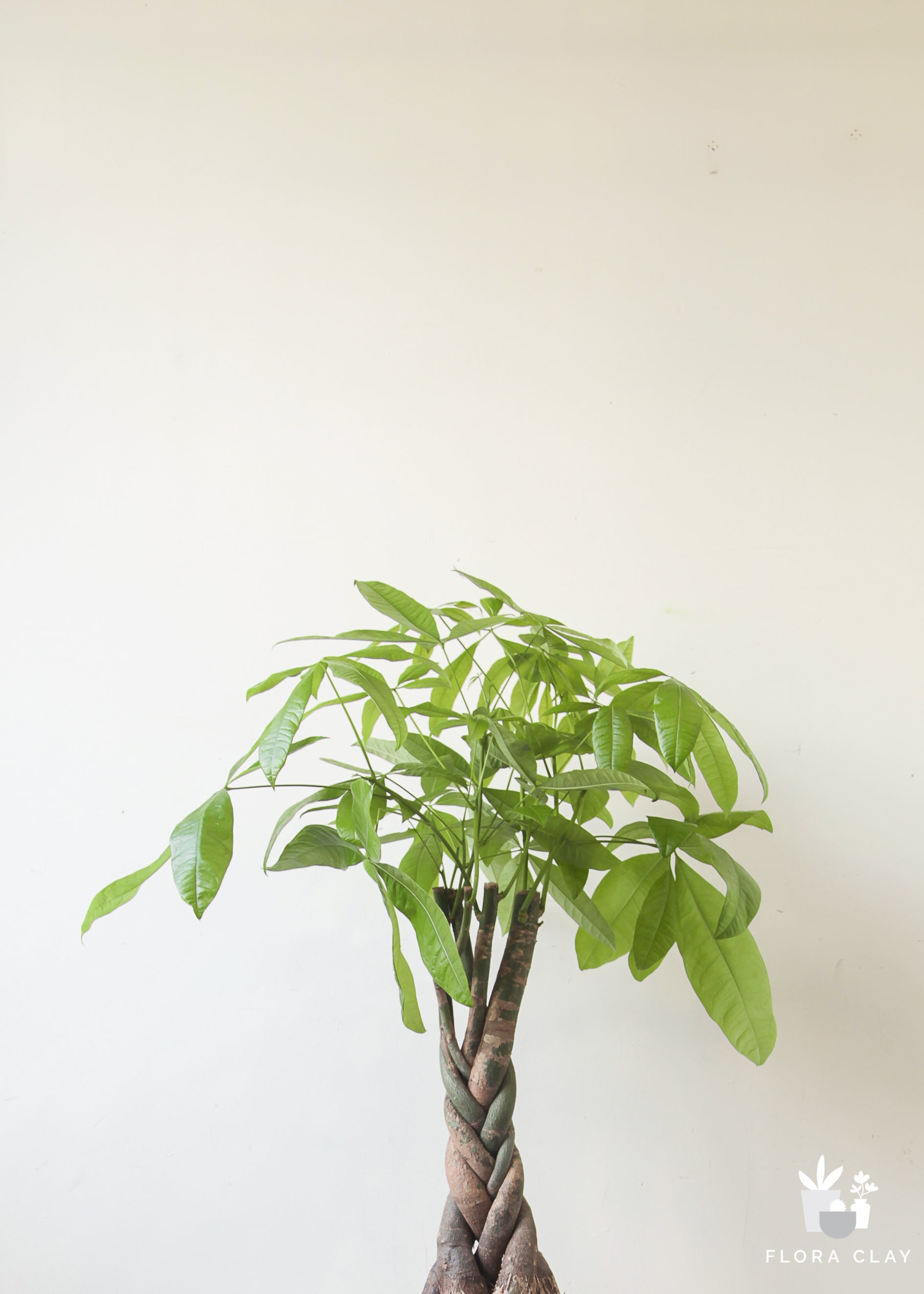 Medium Pachira