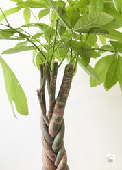 Medium Pachira