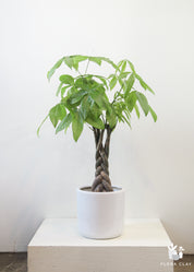 Medium Pachira