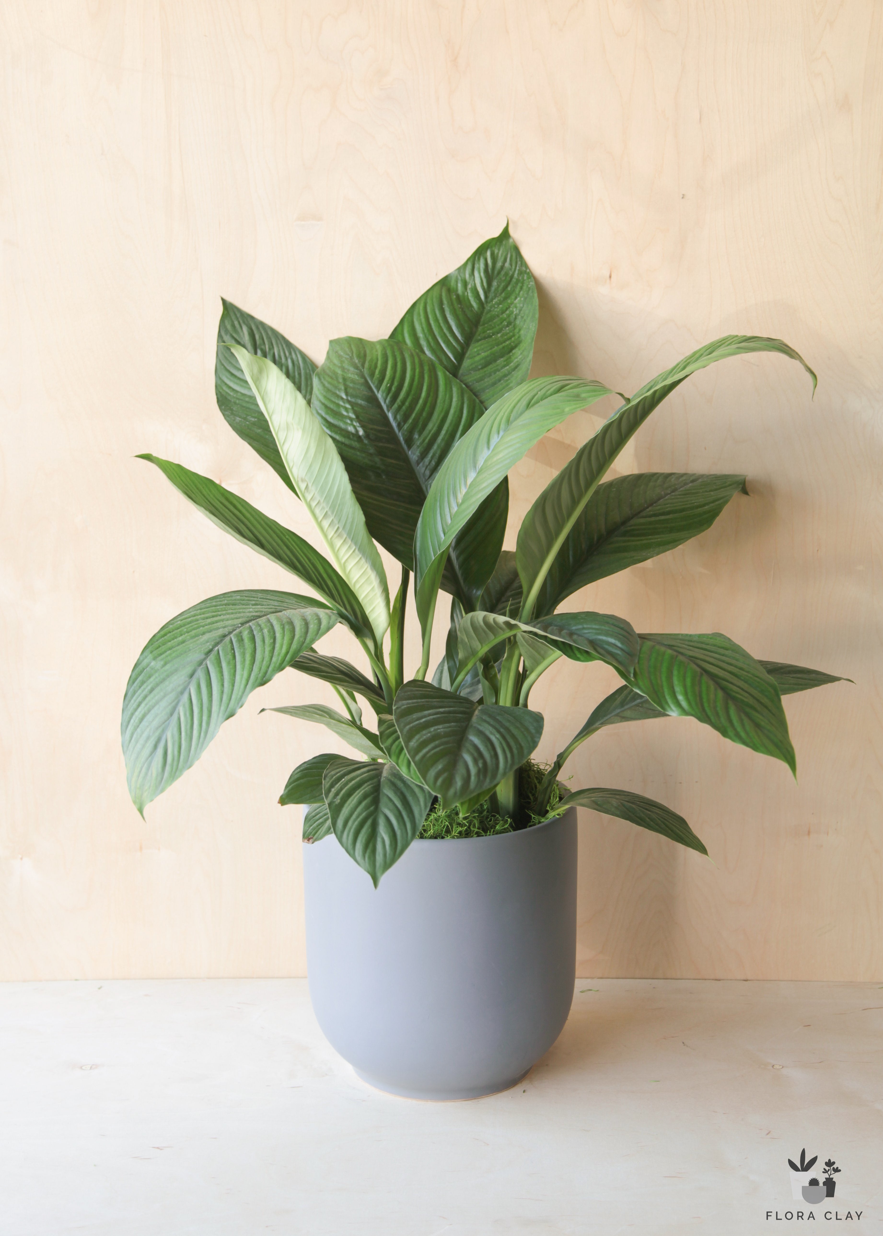 peace lily pots Peace Lily in Blue Grey