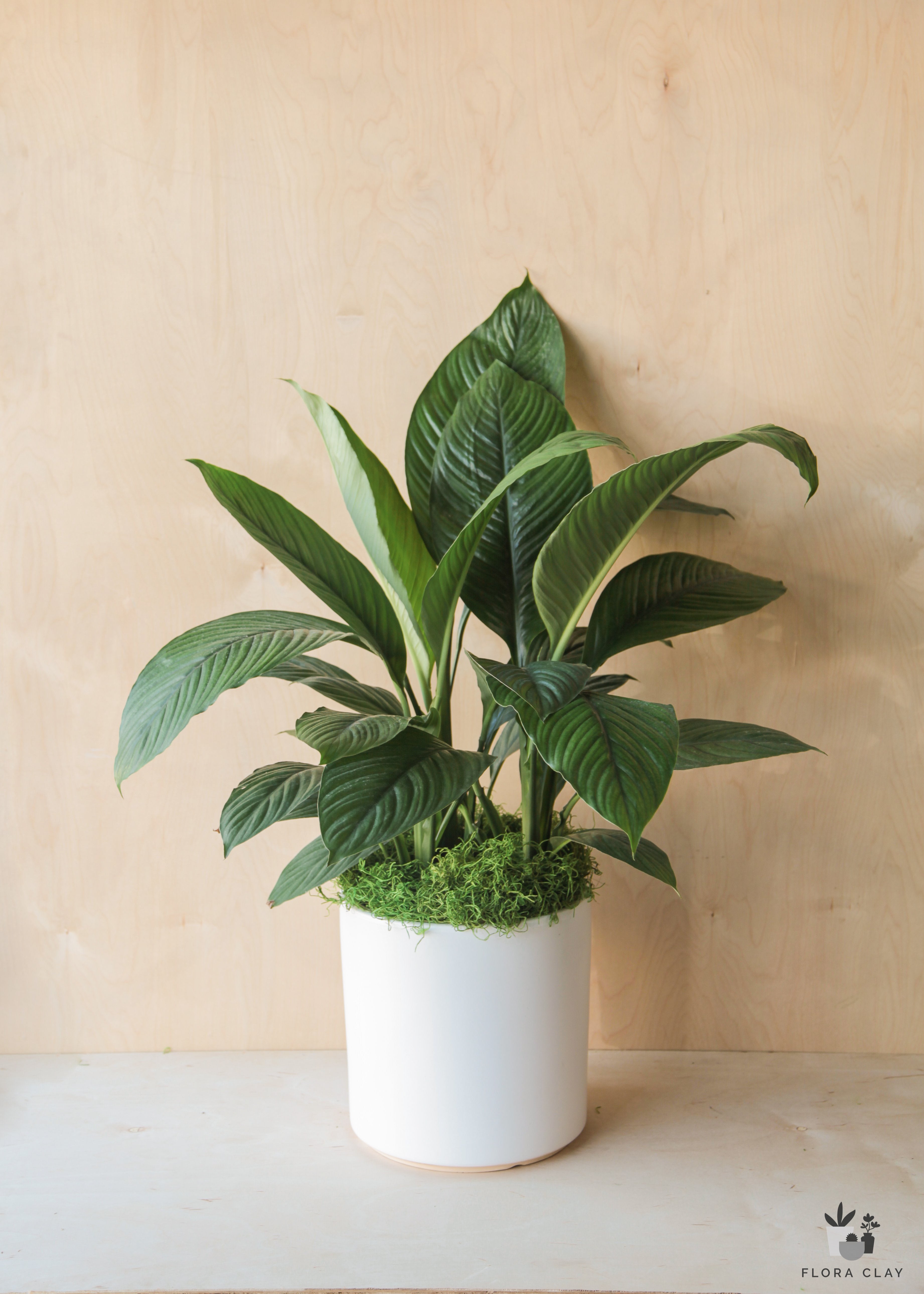peace lily in ceramic pot Peace Lily in White Ceramic