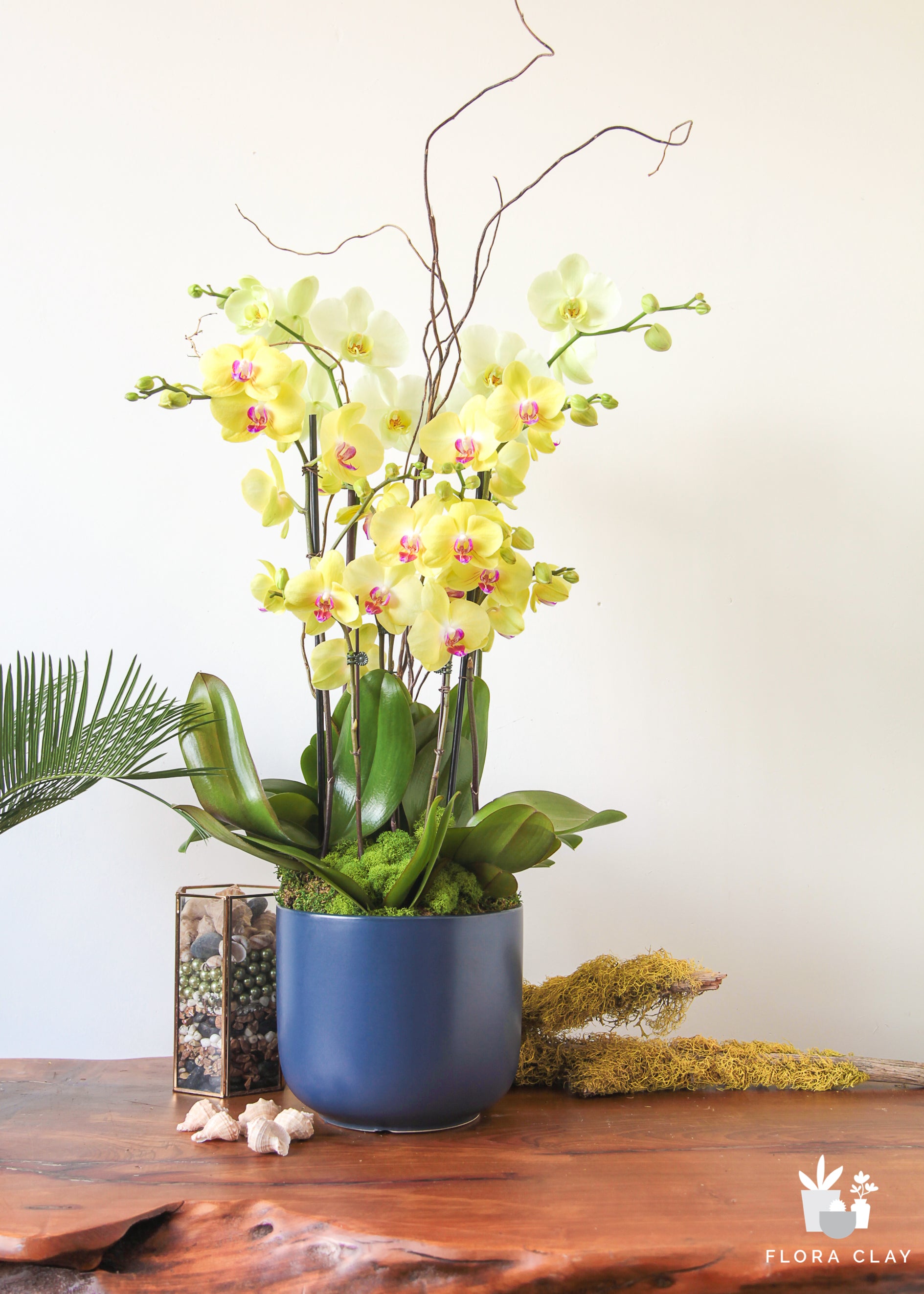 peter-pan-orchid-arrangement-floraclay-1.jpg